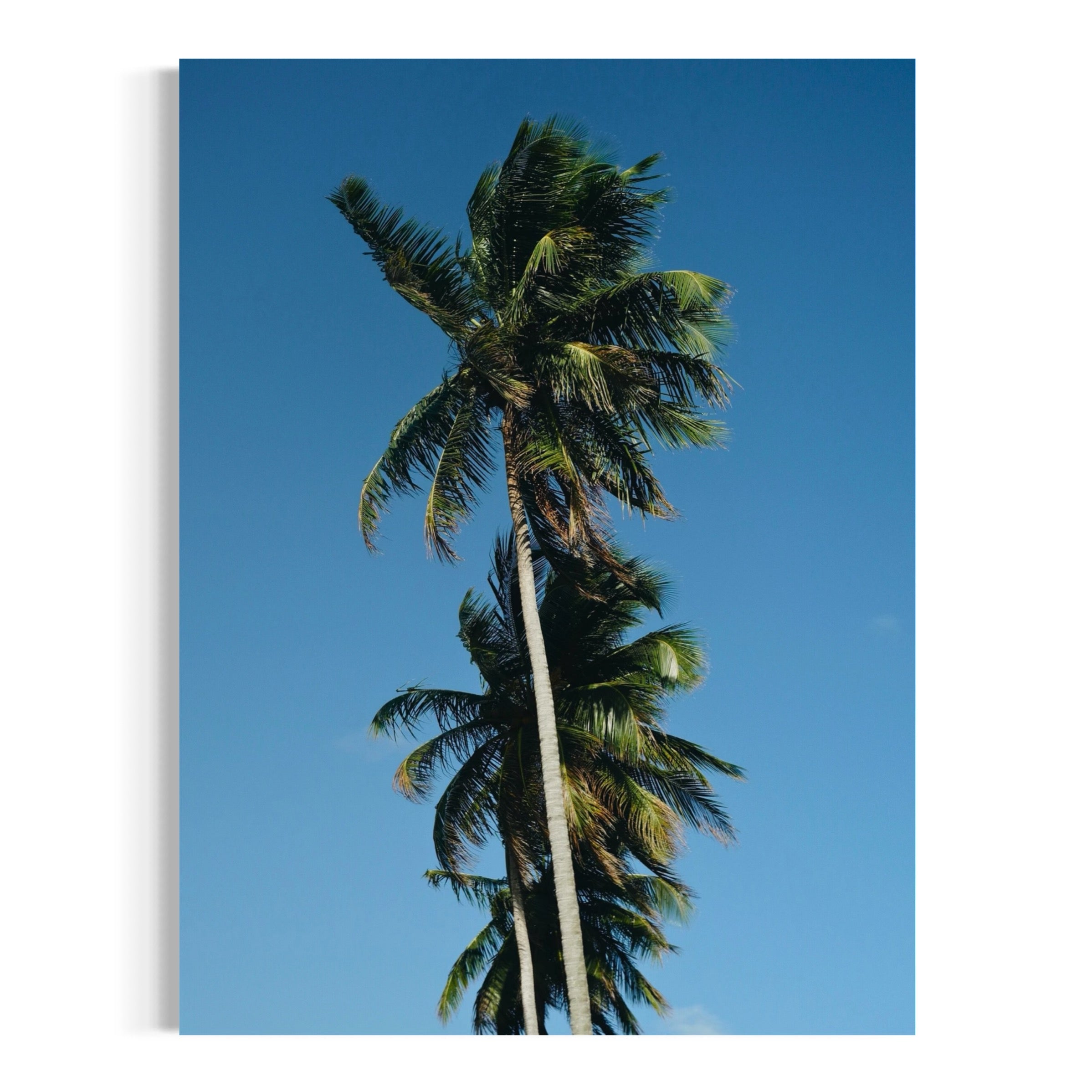 Summer Palms - Moderno Wall Art Wall Art