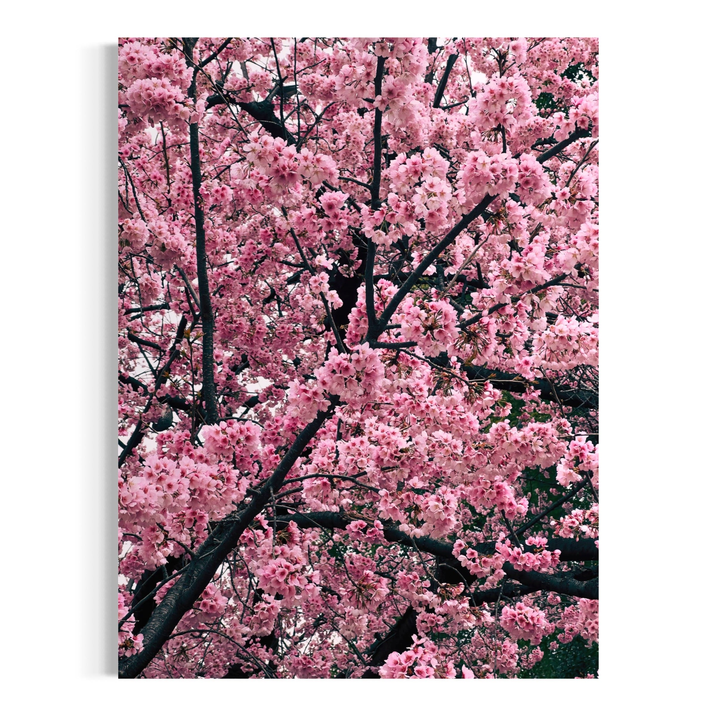 Cherry Blossom Serenade - Moderno Wall Art Wall Art