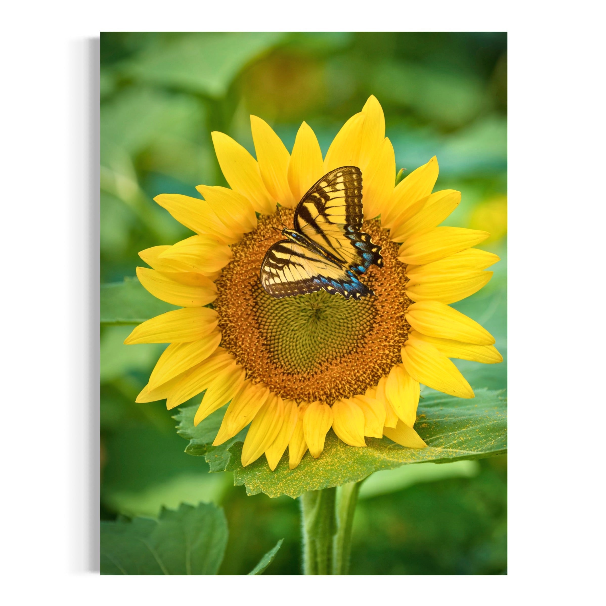 Butterfly and Bloom - Moderno Wall Art Wall Art