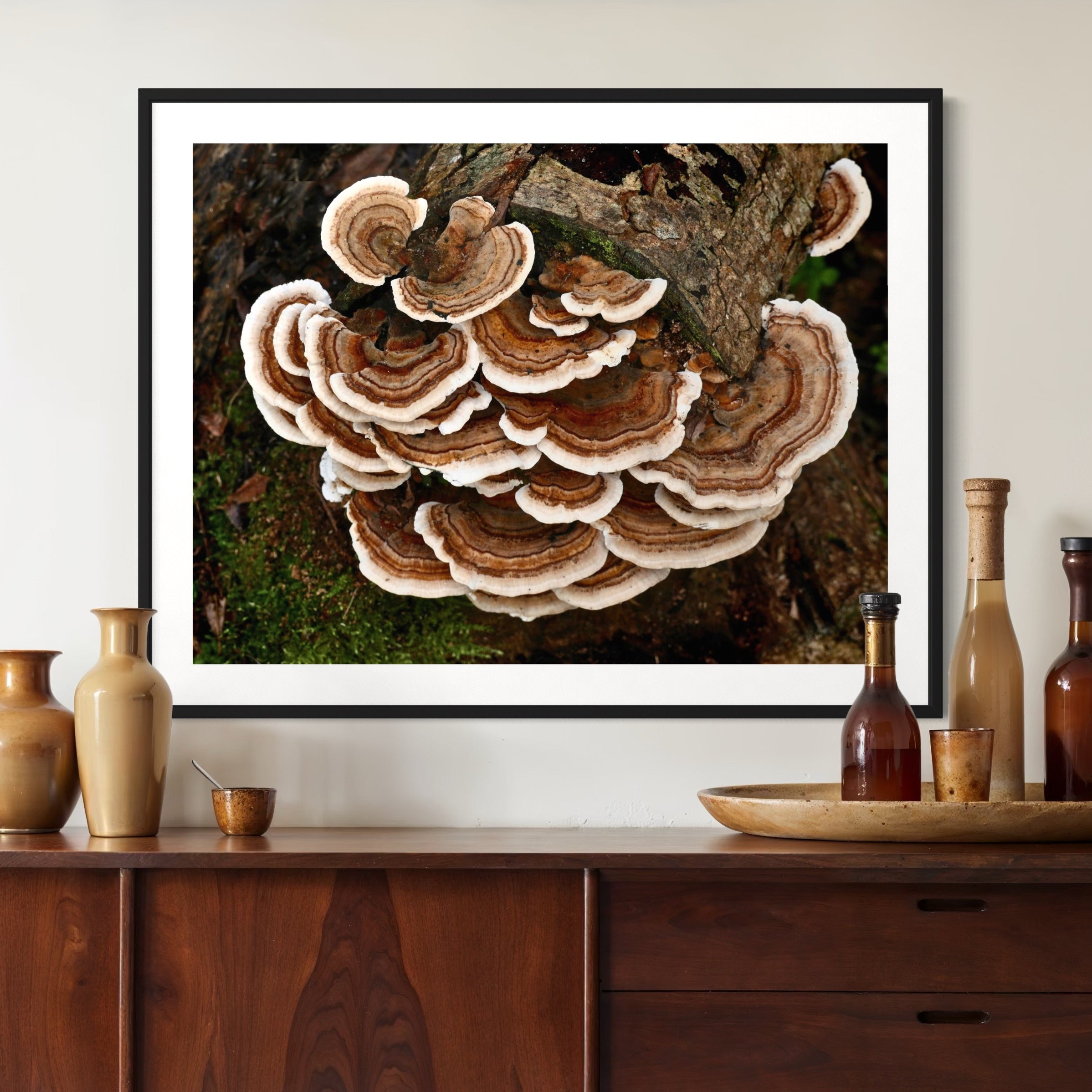 Turkey Tail Fungus - Moderno Wall Art Wall Art