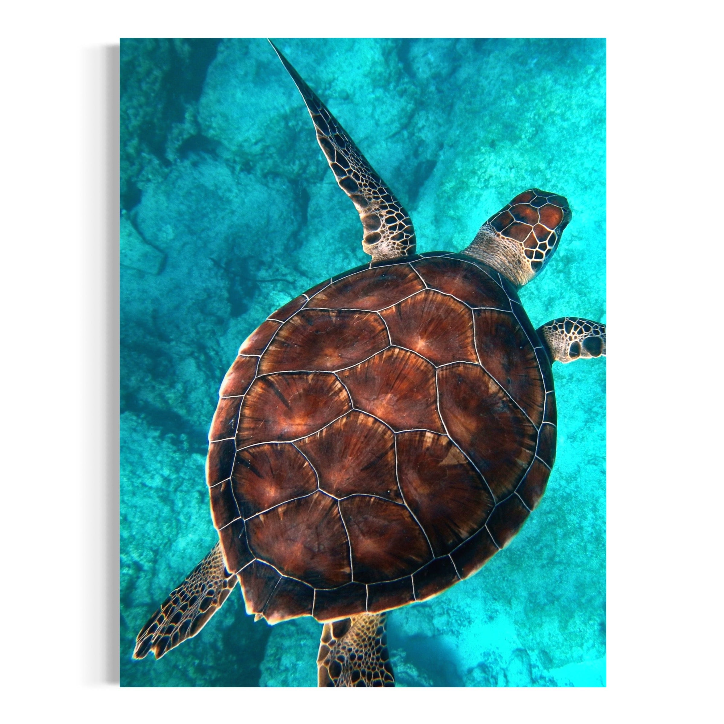 Gliding Through the Shadows - Moderno Wall Art Wall Art