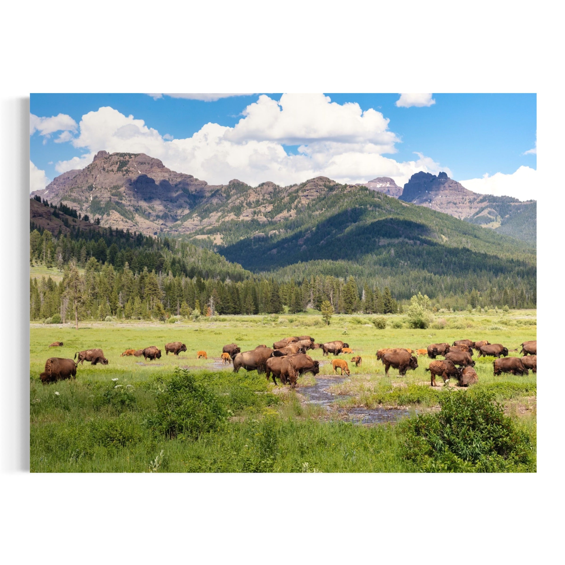 Bison Grazing in Yellowstone - Moderno Wall Art Wall Art