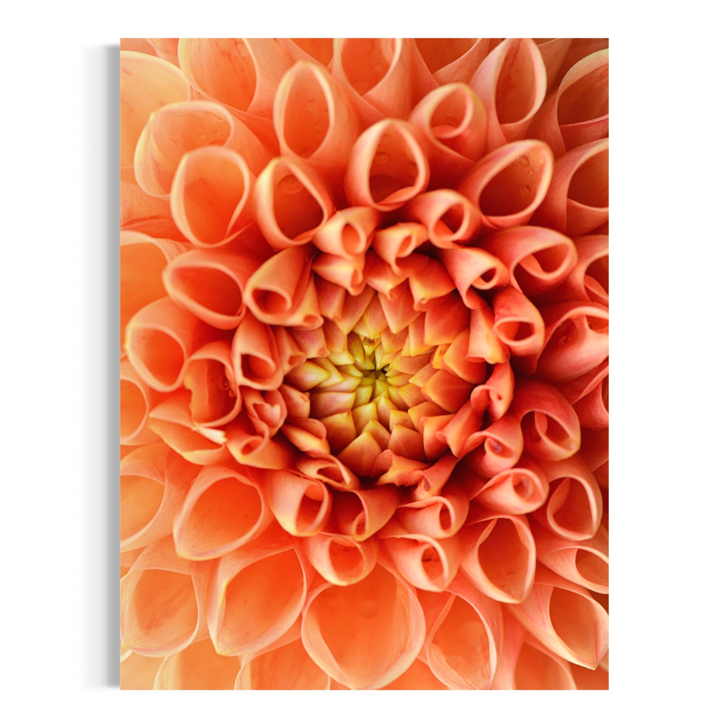 Dahlia Dreams - Moderno Wall Art Wall Art