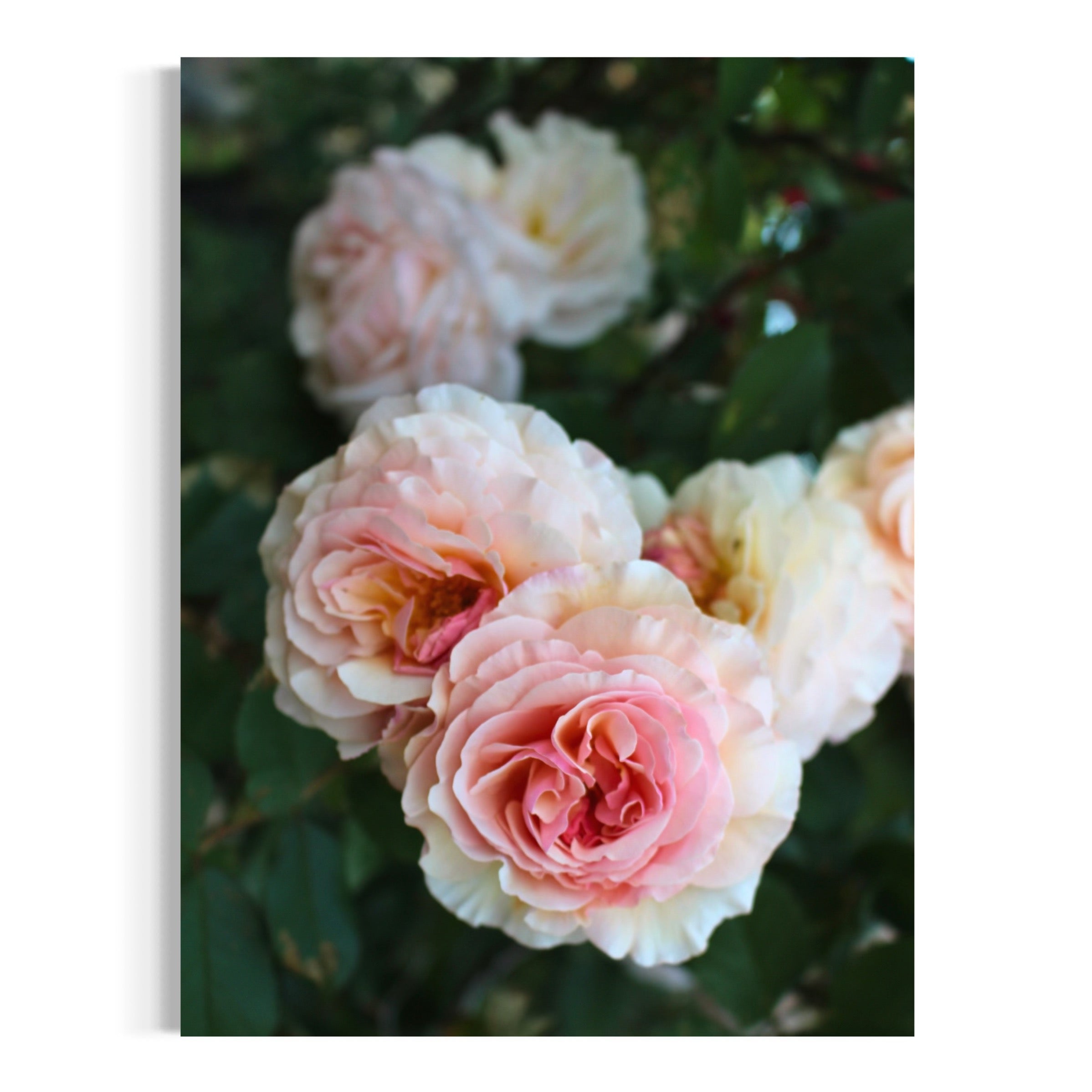 Timeless Beauty in the Garden - Moderno Wall Art Wall Art
