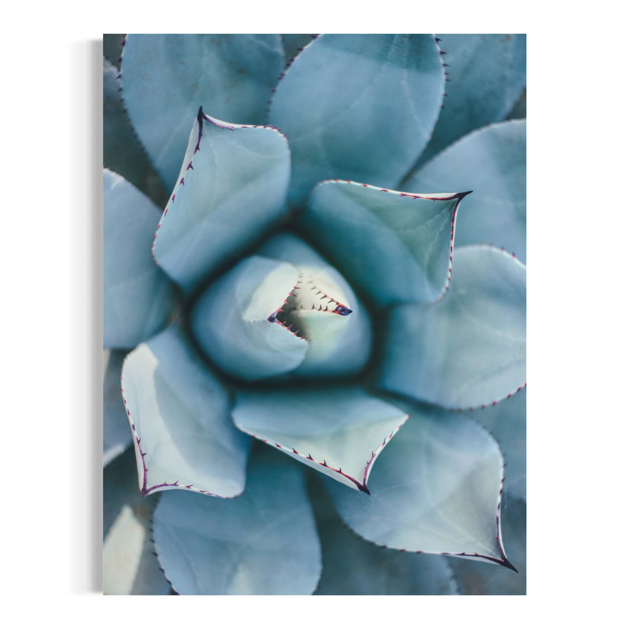 Macro Shot of Succulent - Moderno Wall Art Wall Art