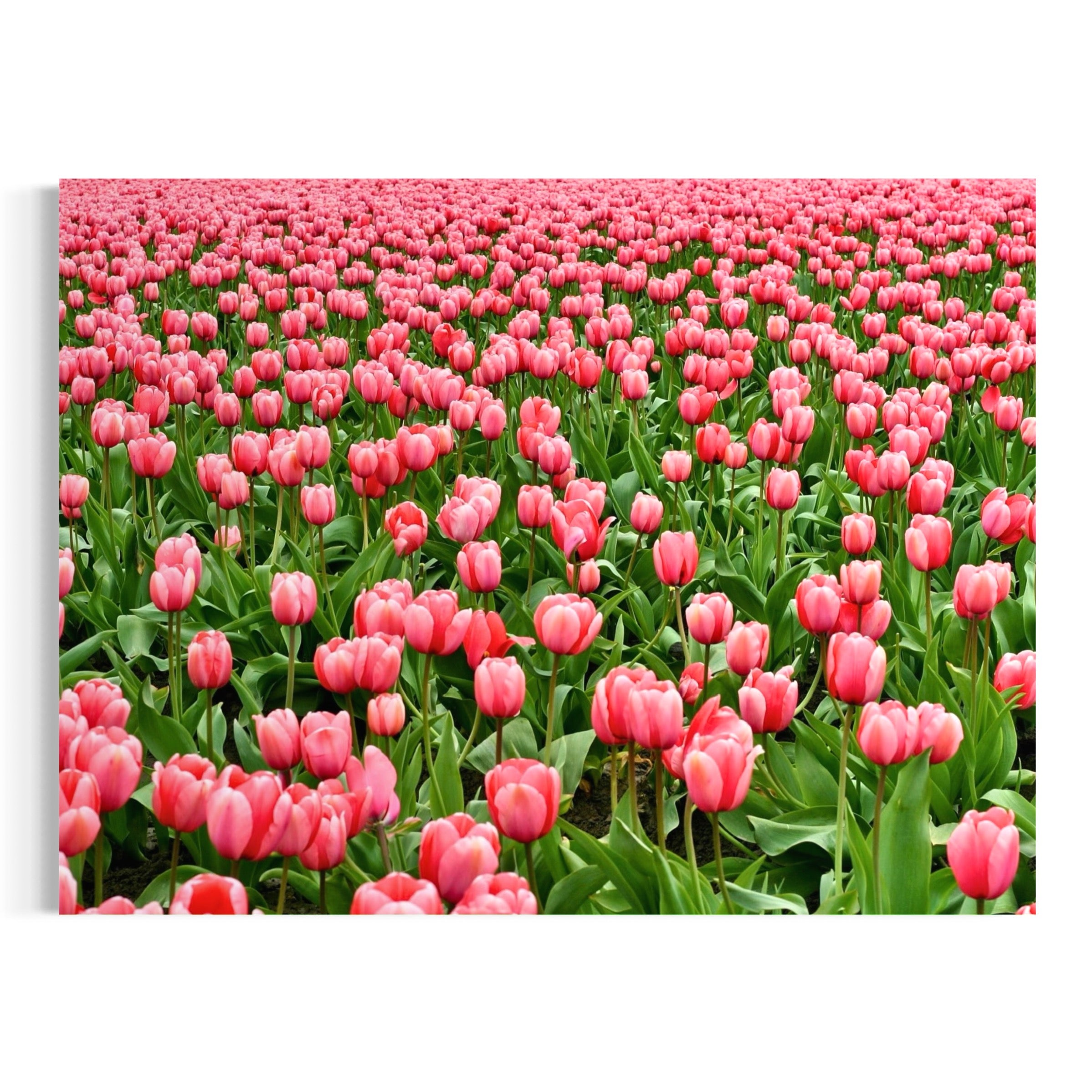 Sea of Pink - Moderno Wall Art Wall Art