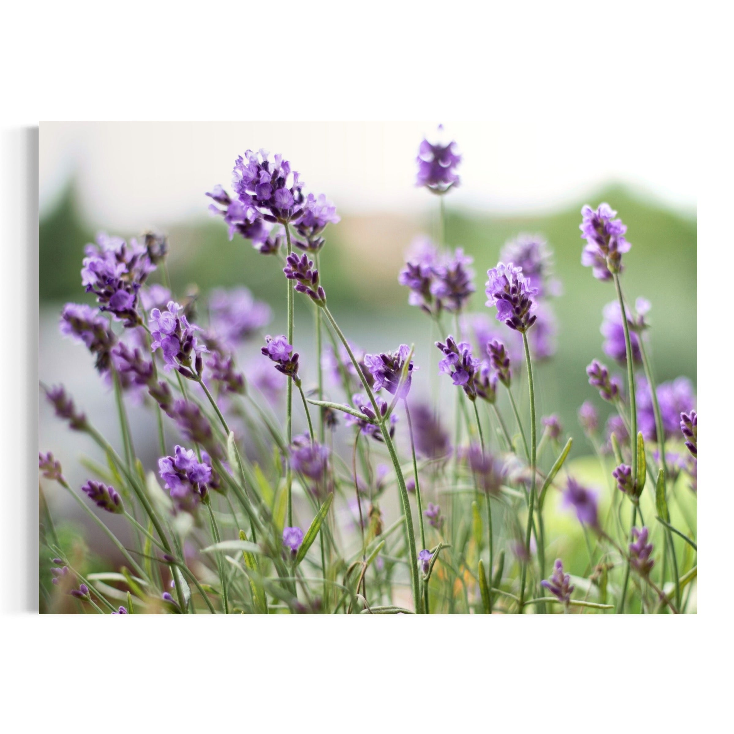 Lavender Haze - Moderno Wall Art Wall Art