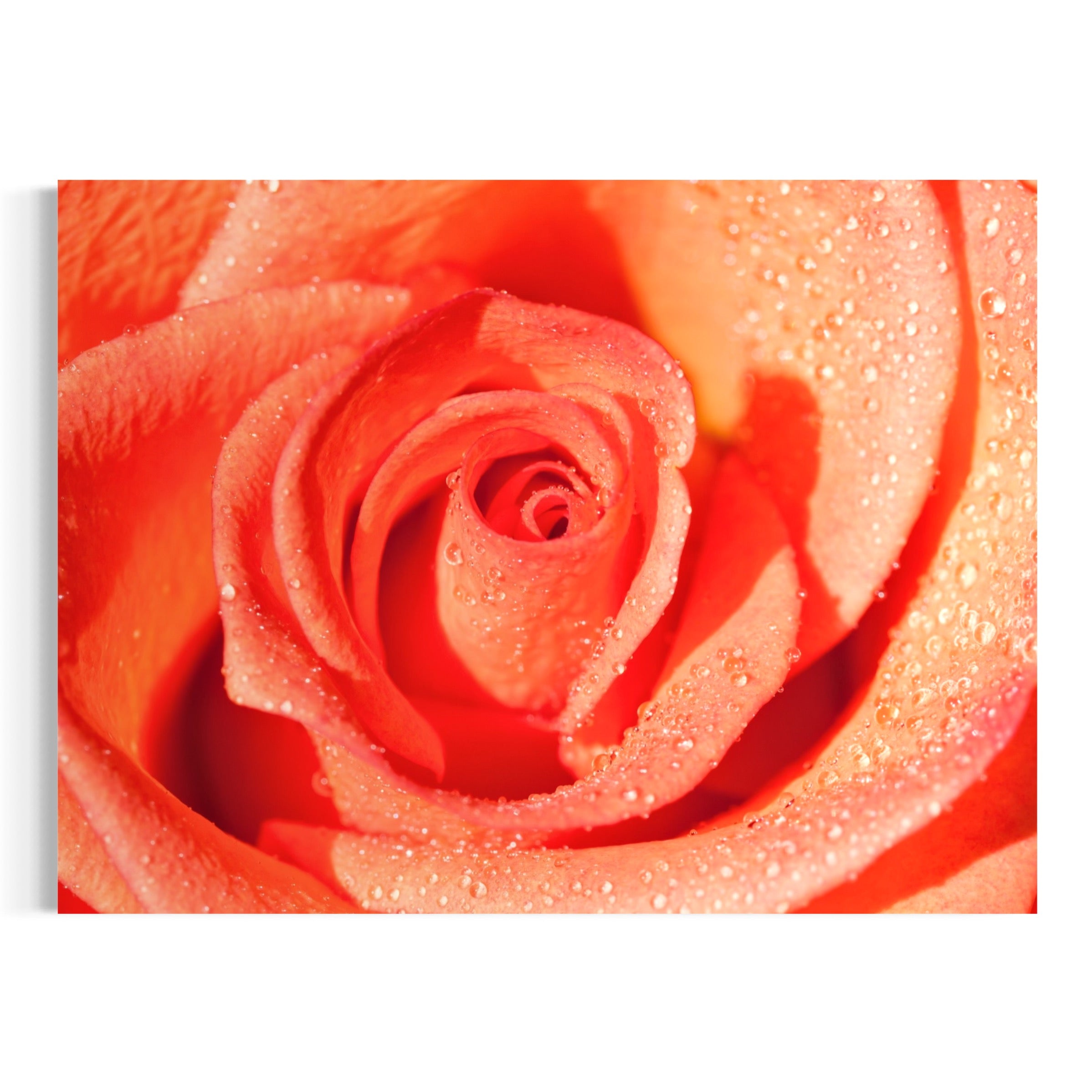 Coral Blush - Moderno Wall Art Wall Art