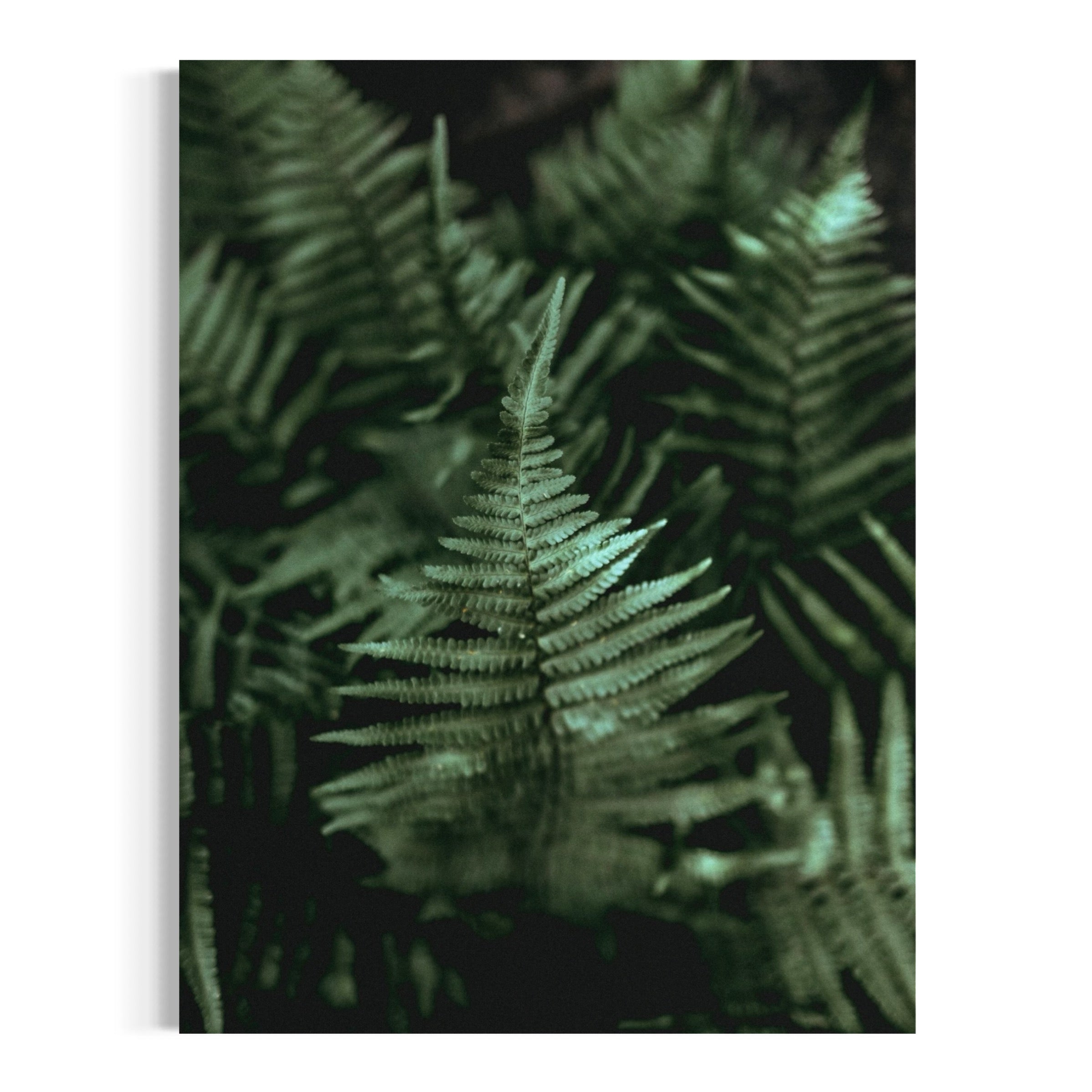 Shadowed Ferns - Moderno Wall Art Wall Art