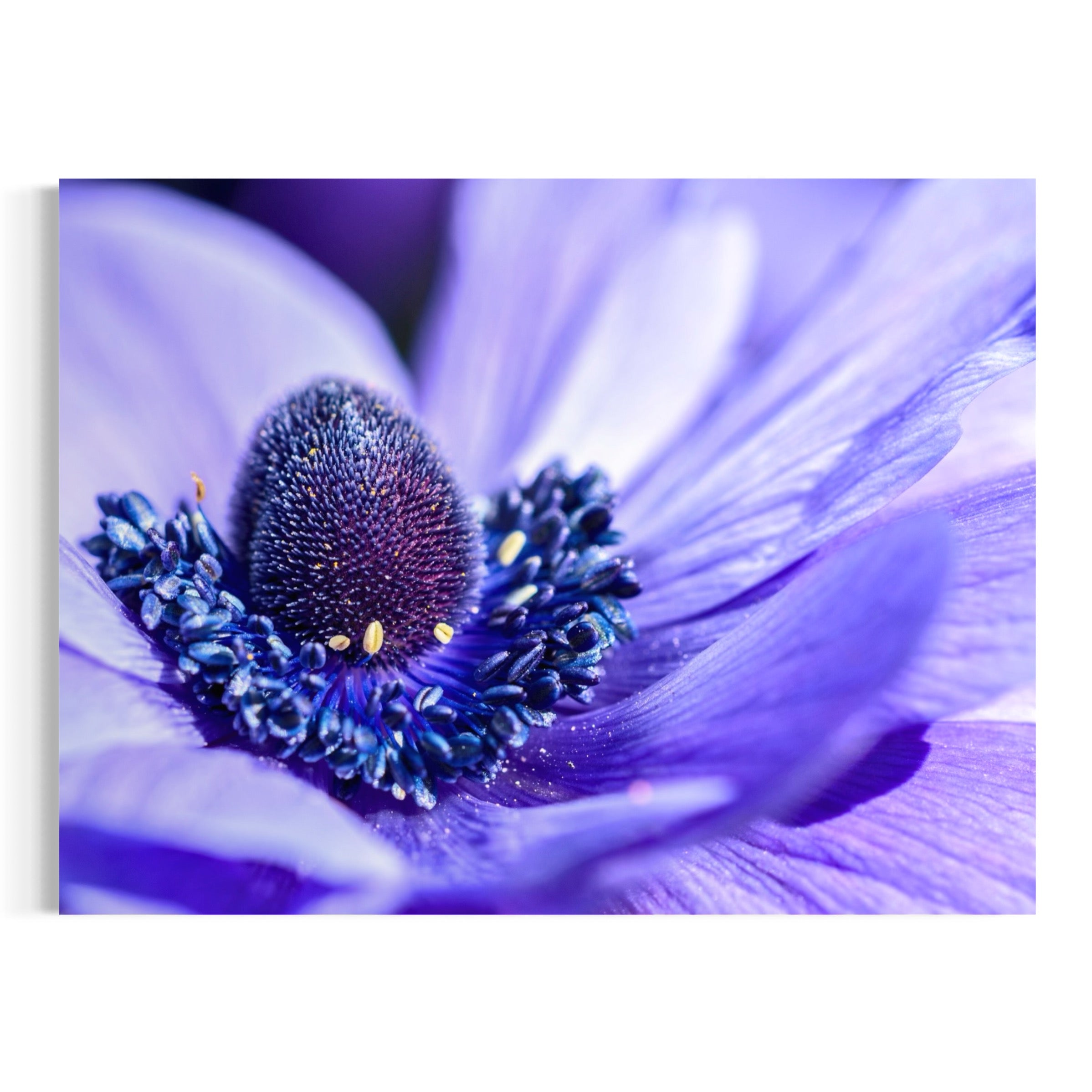 Inner Bloom - Moderno Wall Art Wall Art