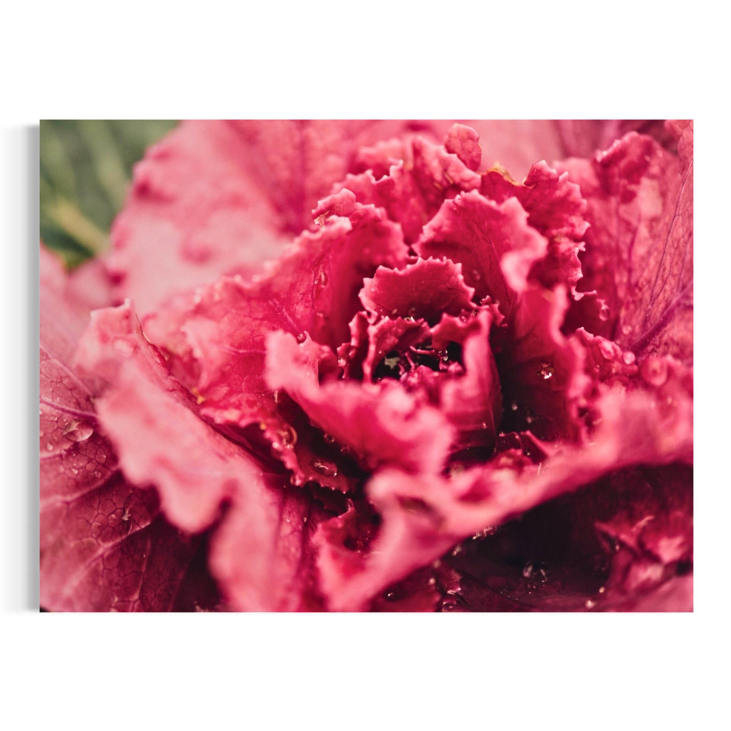 Crimson Bloom - Moderno Wall Art Wall Art