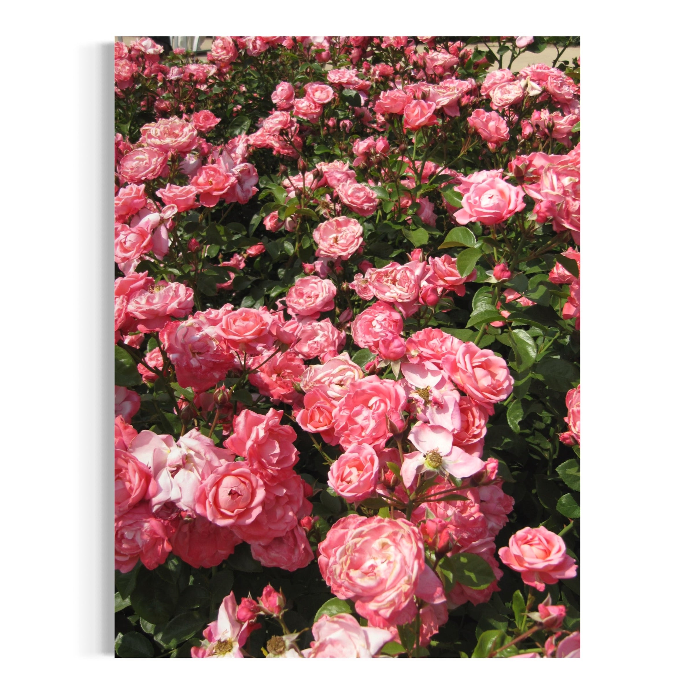 Radiant Rose Garden - Moderno Wall Art Wall Art