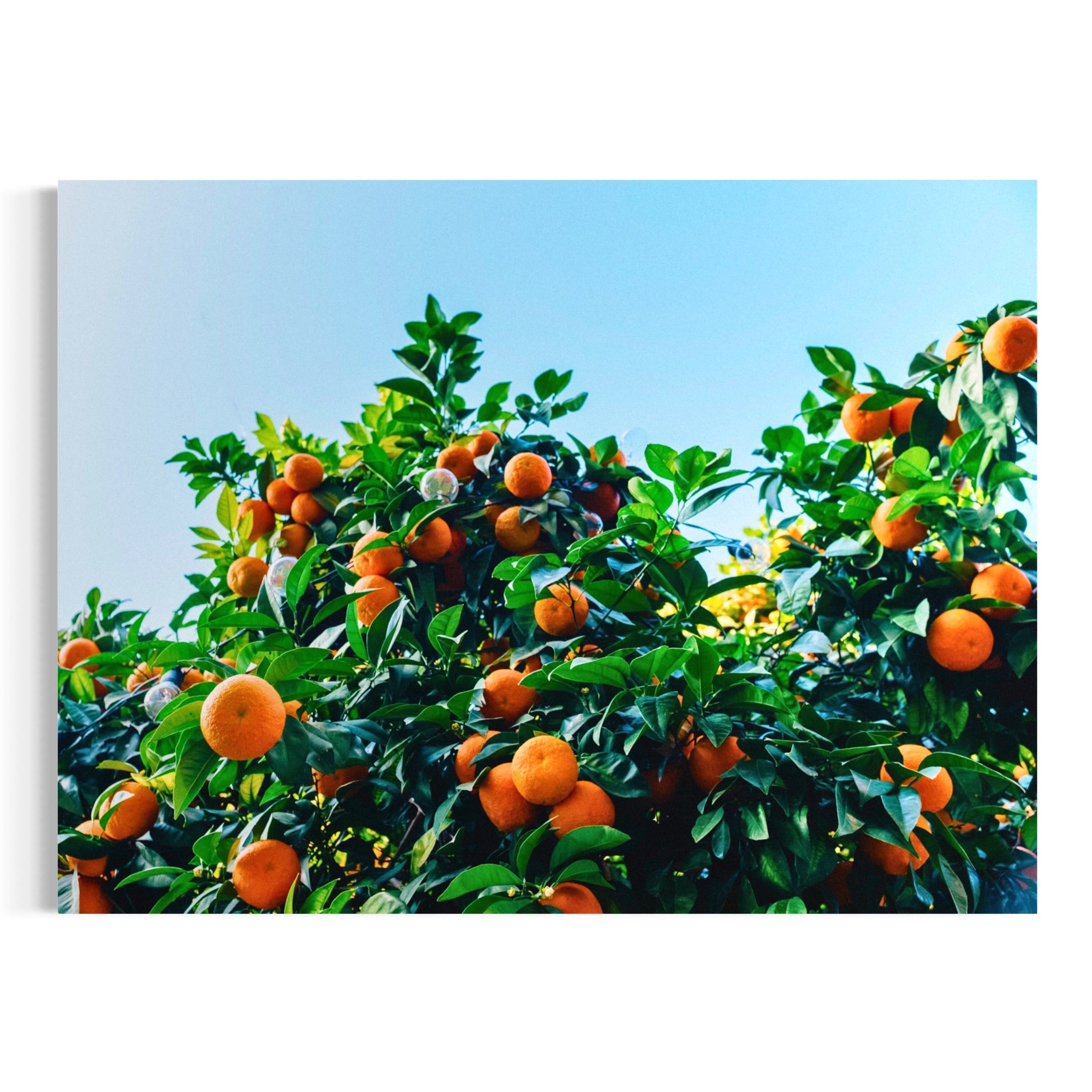 Córdoba Citrus - Moderno Wall Art Wall Art