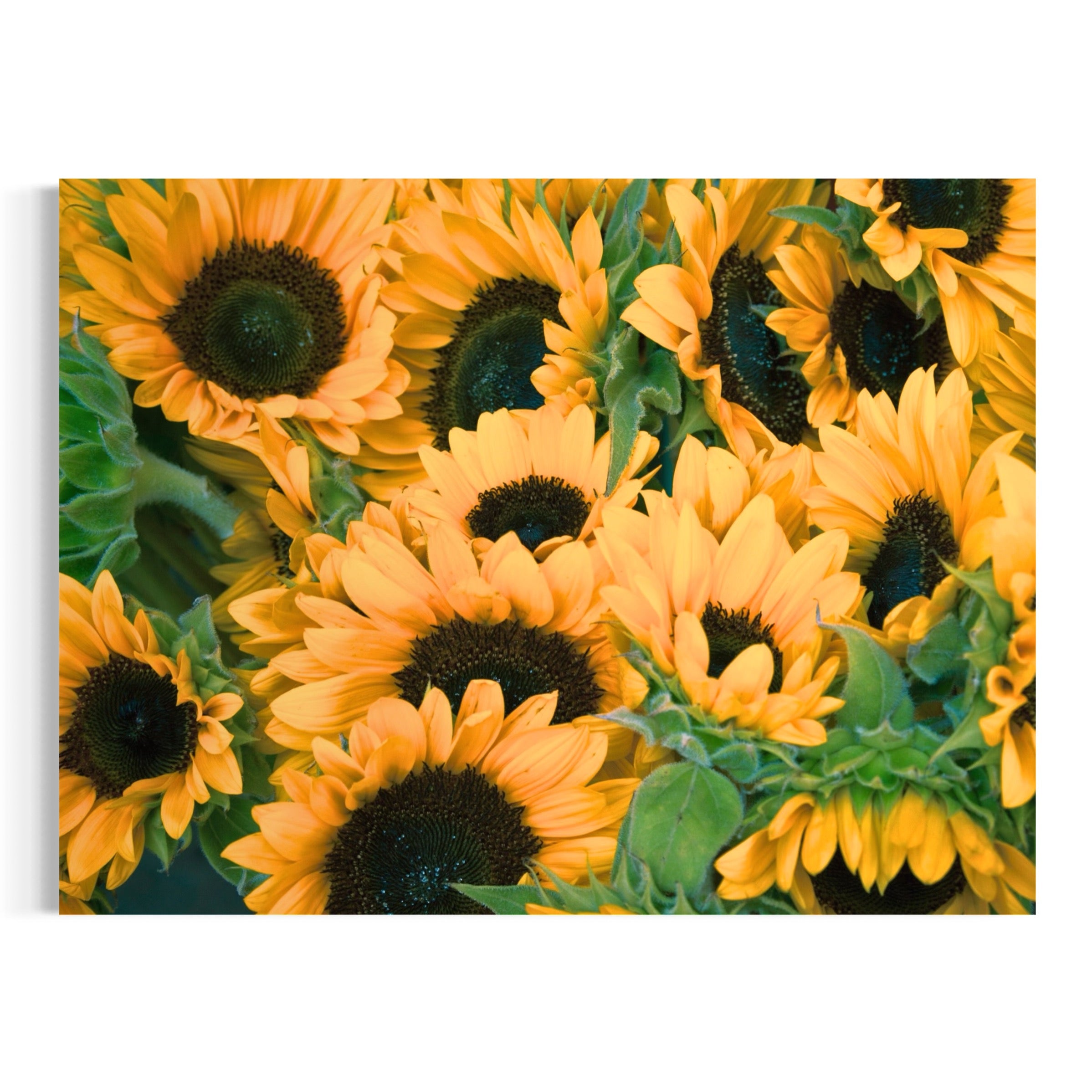 Sunflower Field - Moderno Wall Art Wall Art