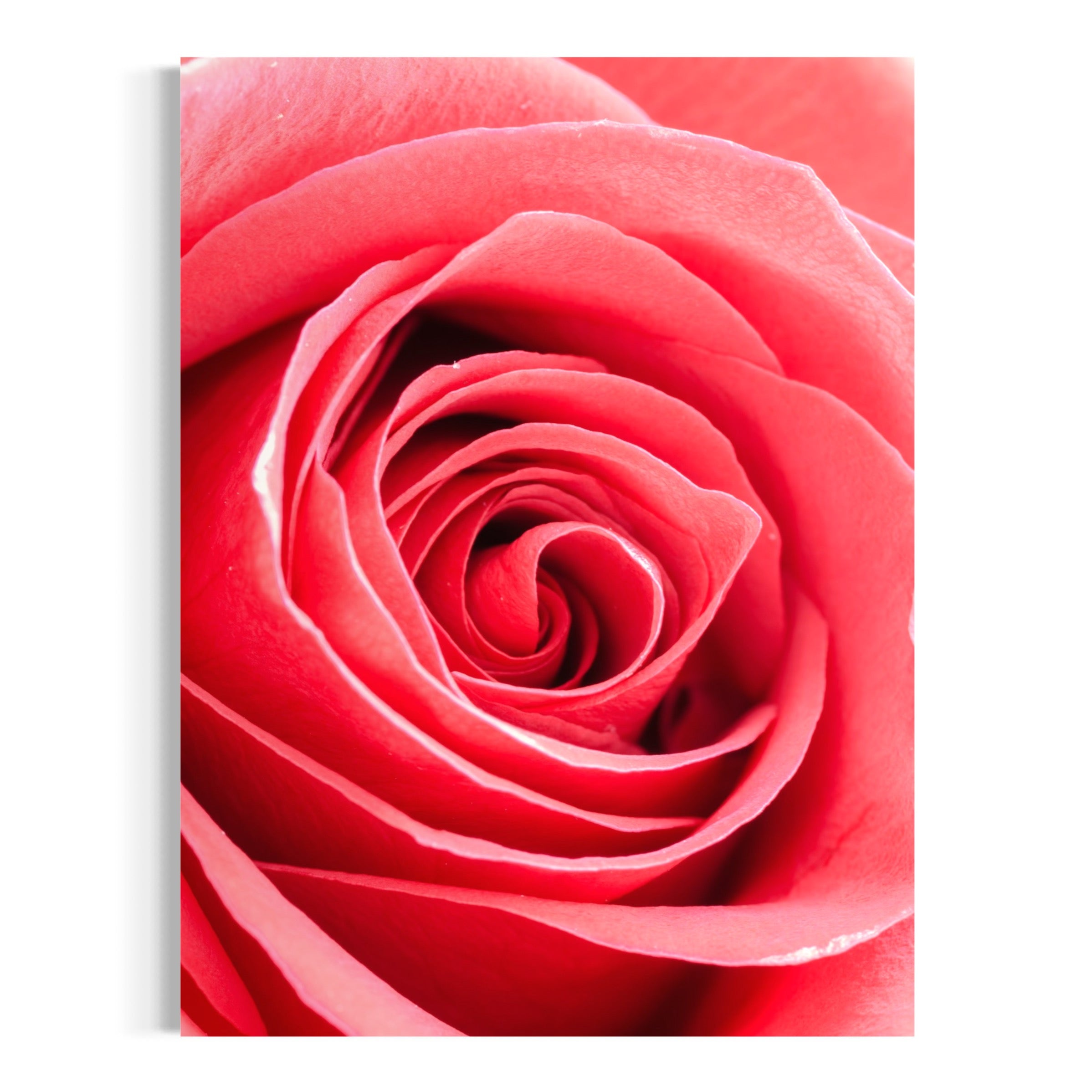 Pink Spiral - Moderno Wall Art Wall Art