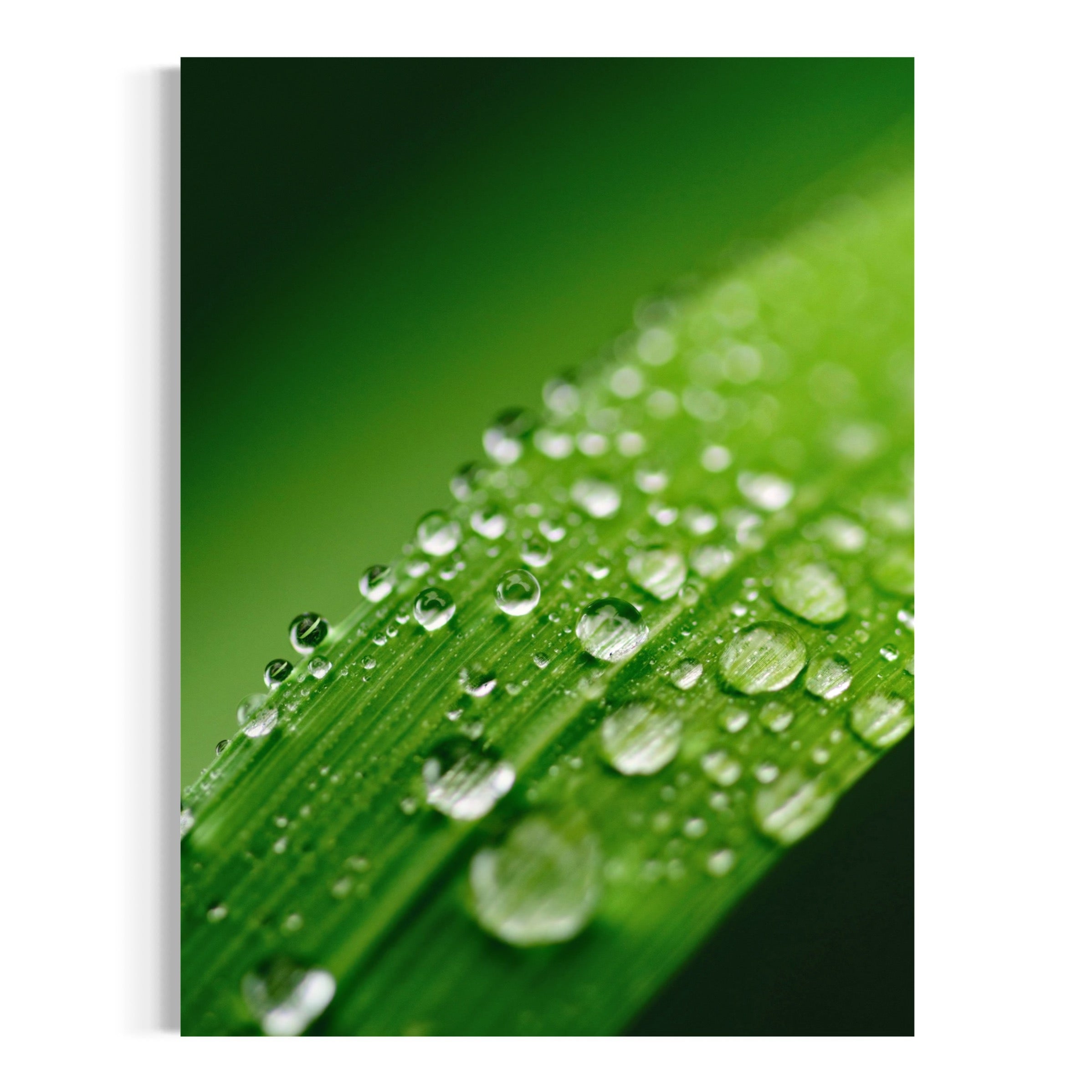 Morning Dew - Moderno Wall Art Wall Art