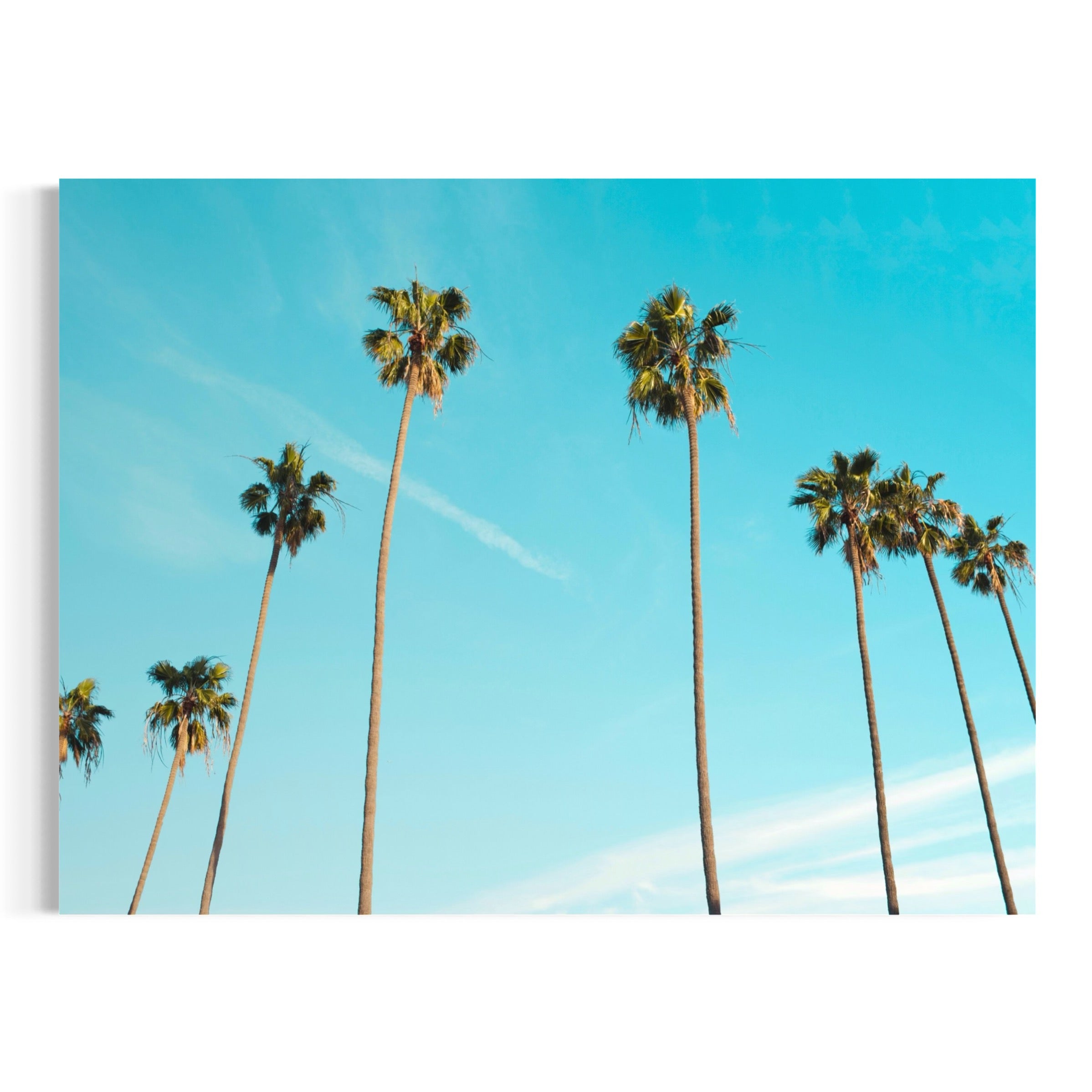 Skyward Palms - Moderno Wall Art Wall Art