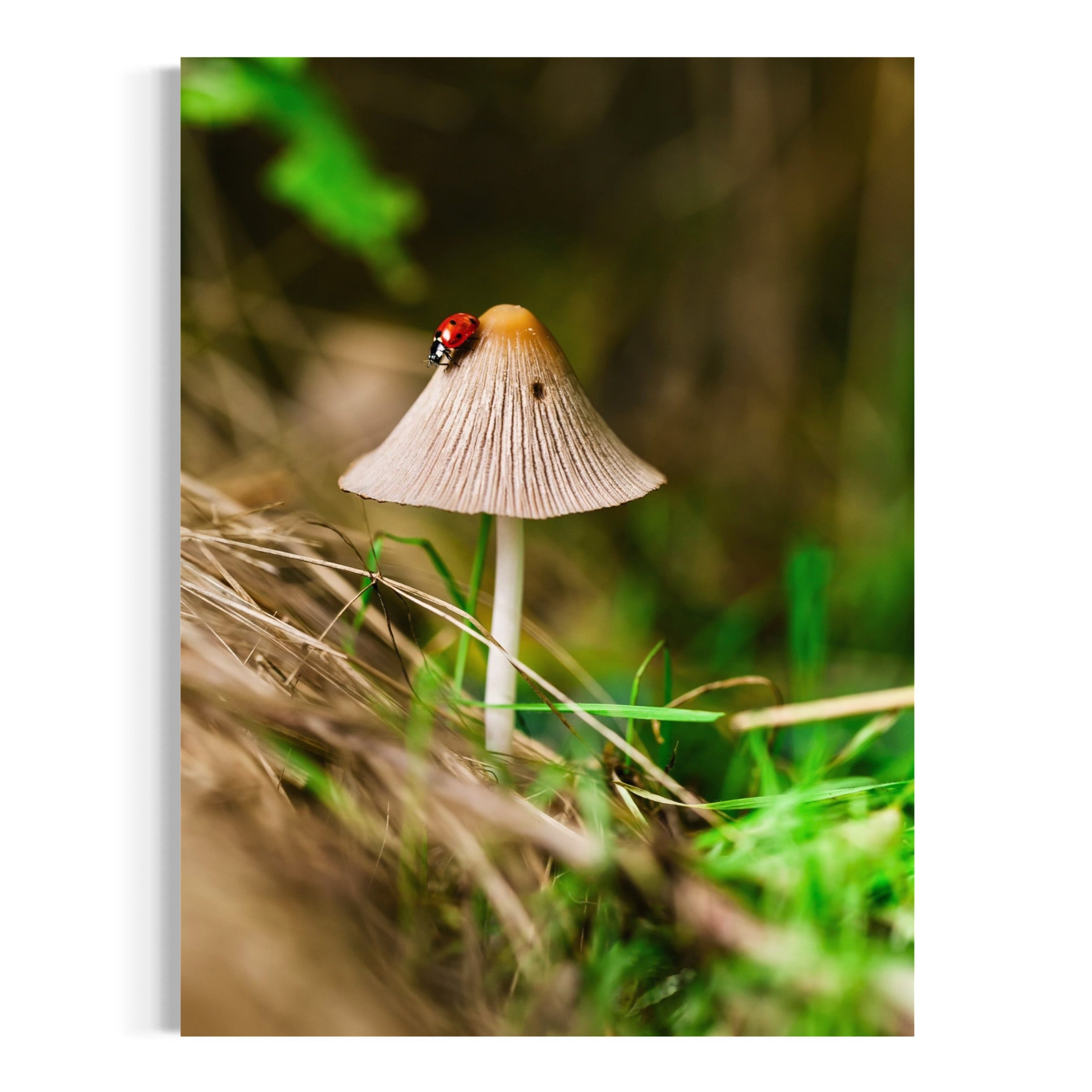 Tiny Traveler - Moderno Wall Art Wall Art