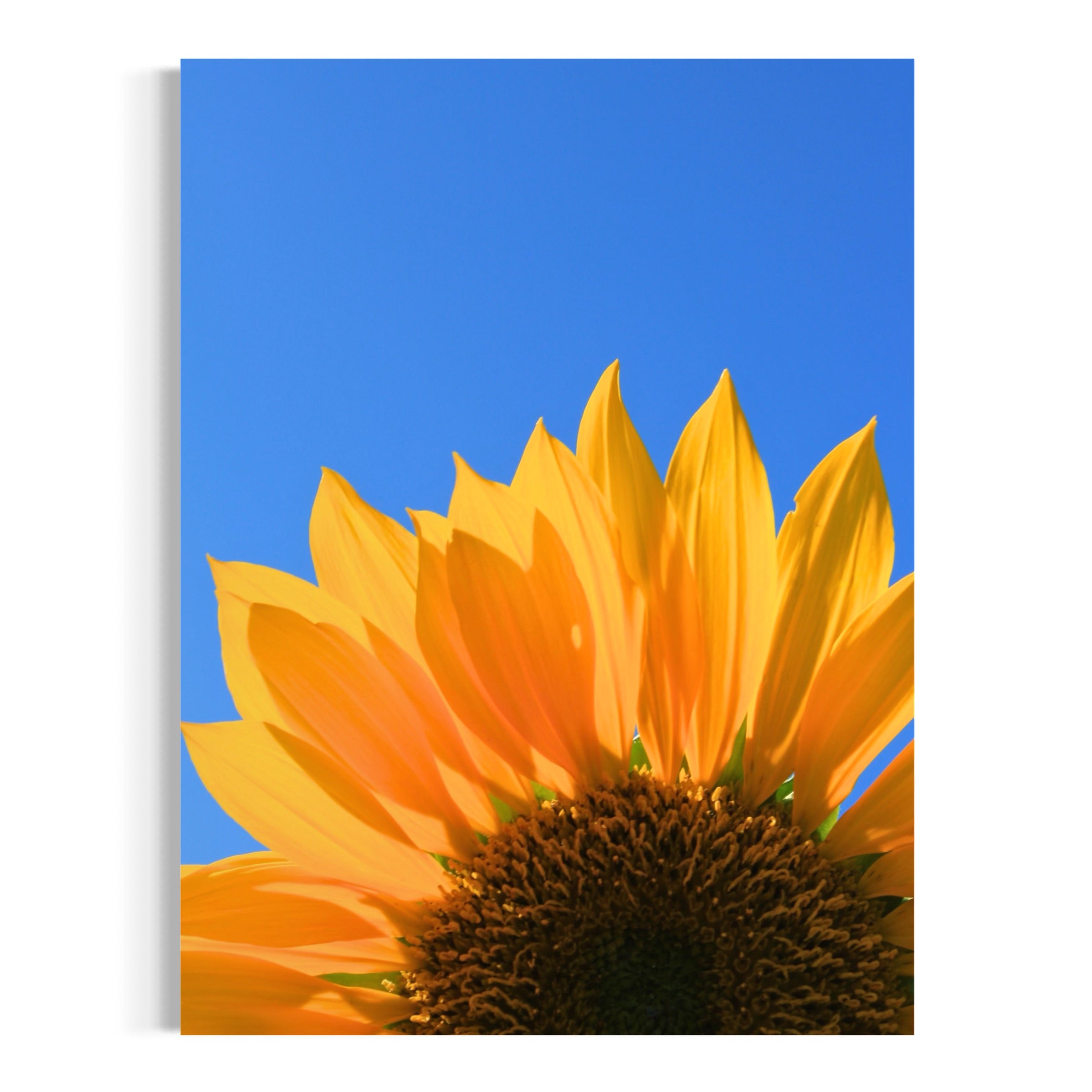 Golden Petals - Moderno Wall Art Wall Art