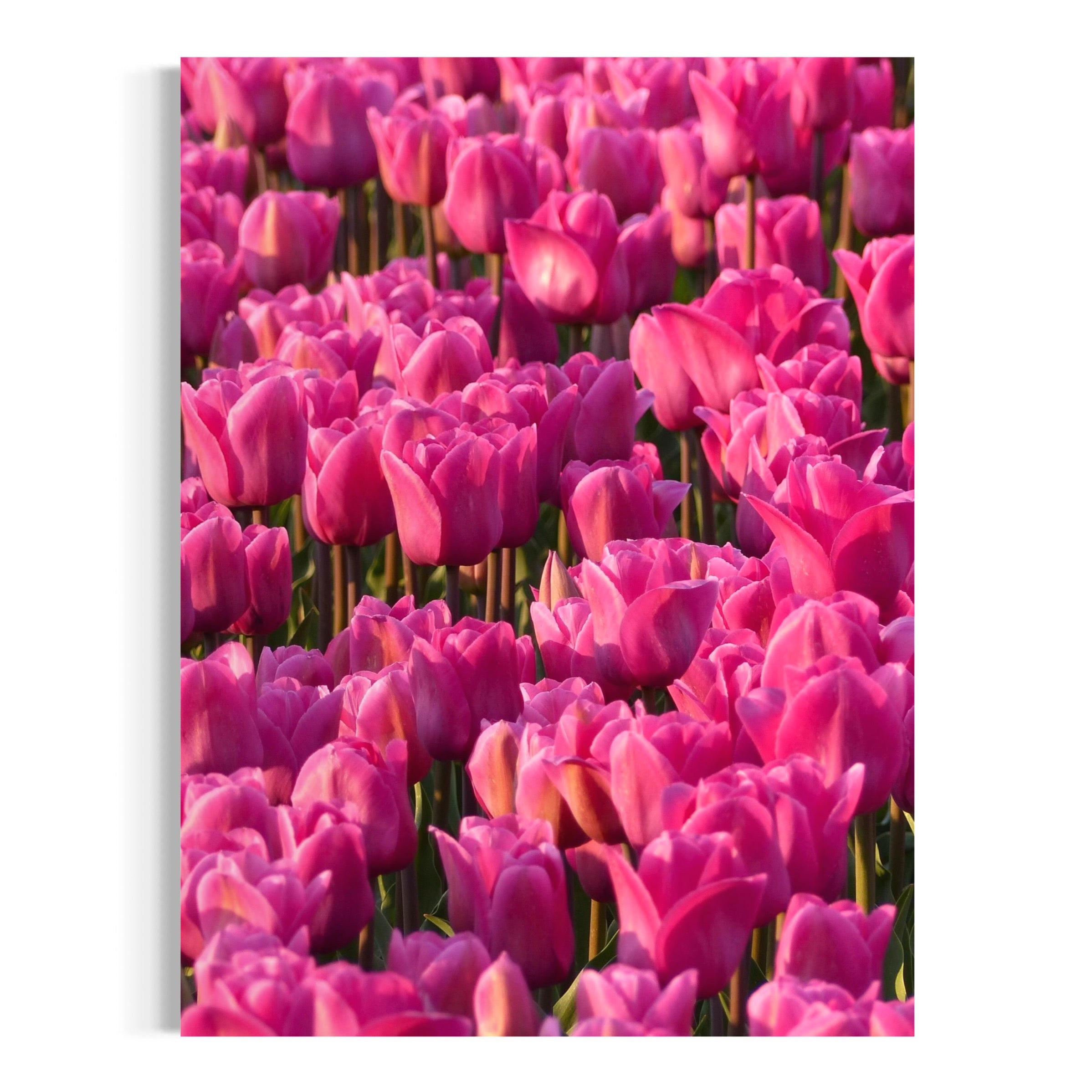 Radiant Petals - Moderno Wall Art Wall Art