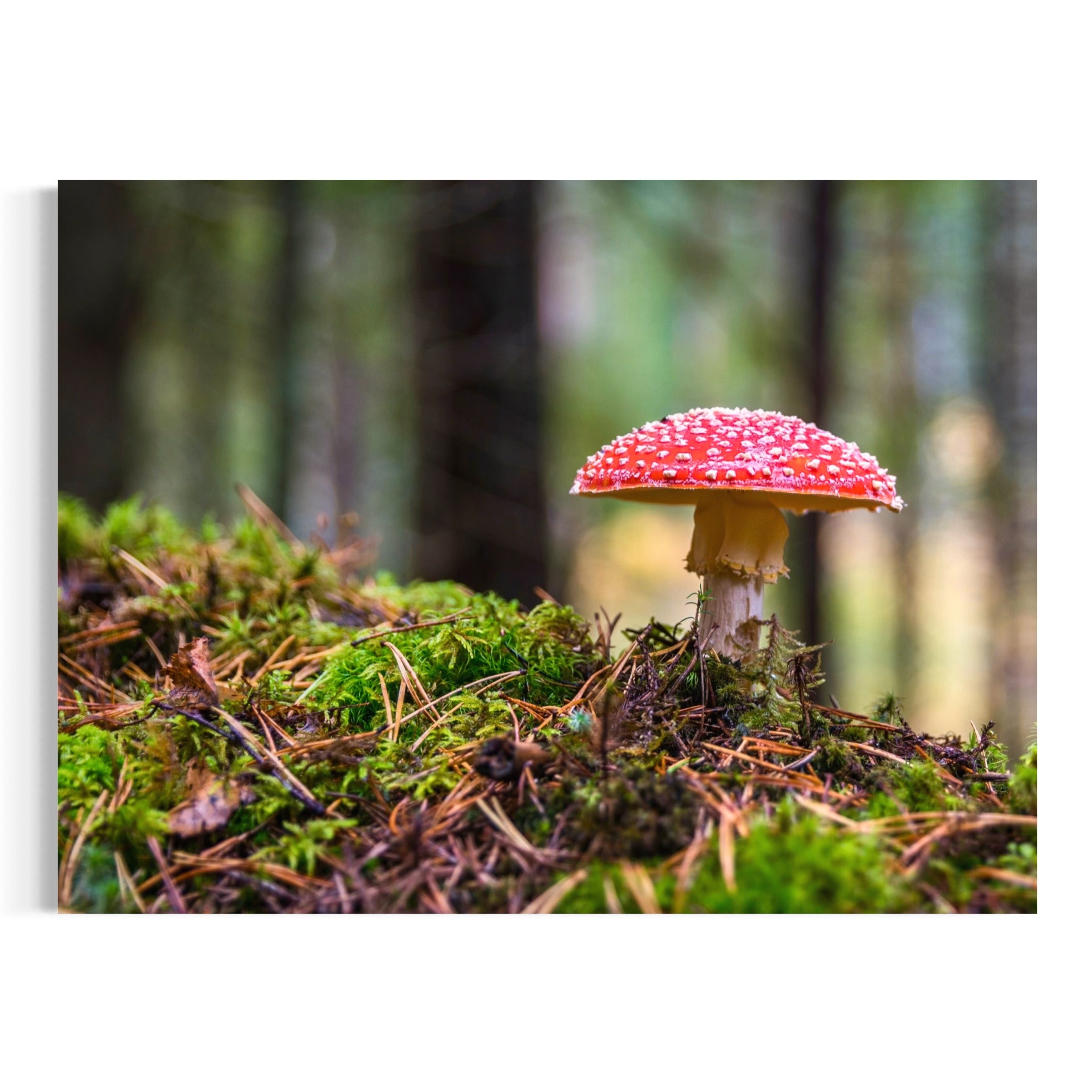 Enchanted Ground - Moderno Wall Art Wall Art