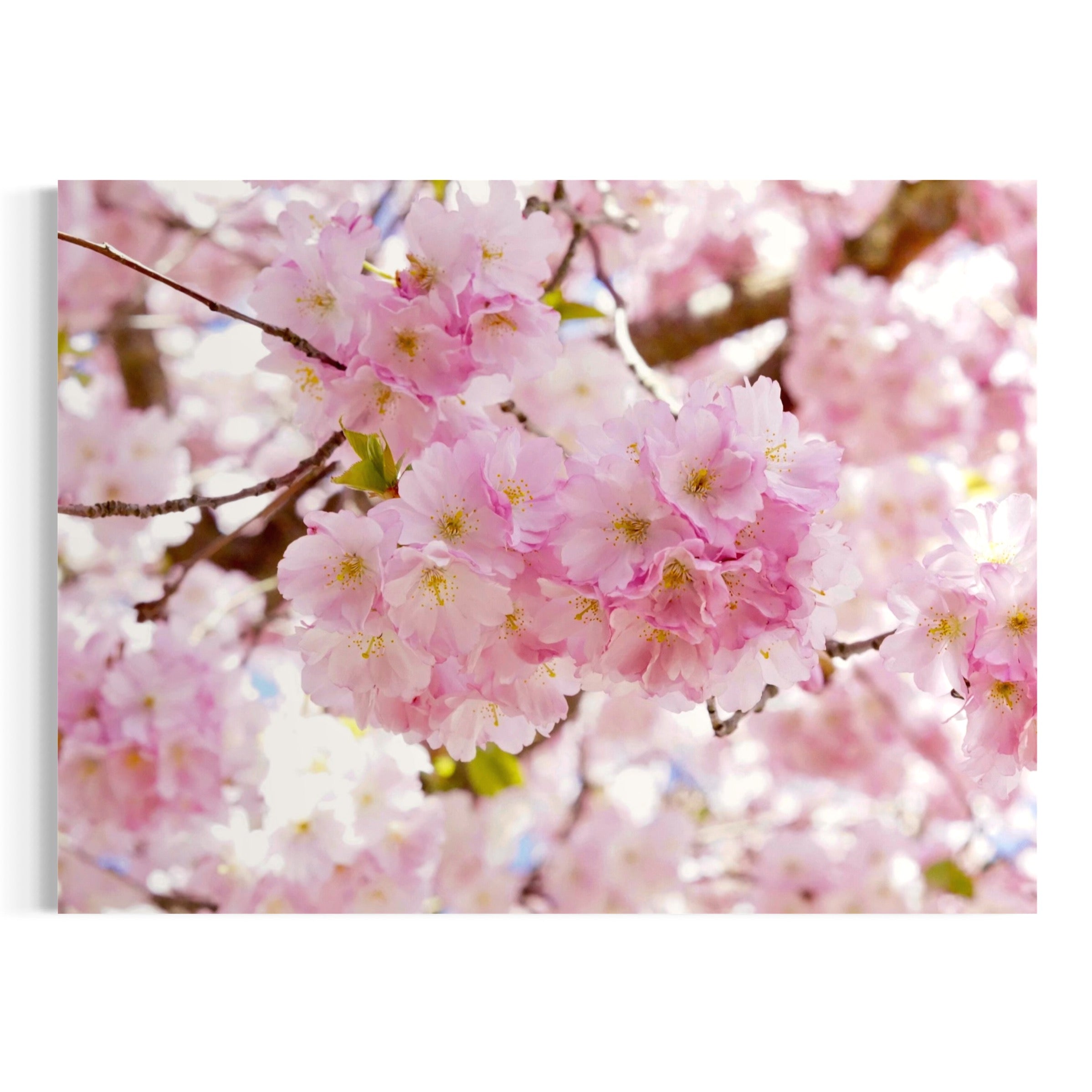 Blush of Spring - Moderno Wall Art Wall Art