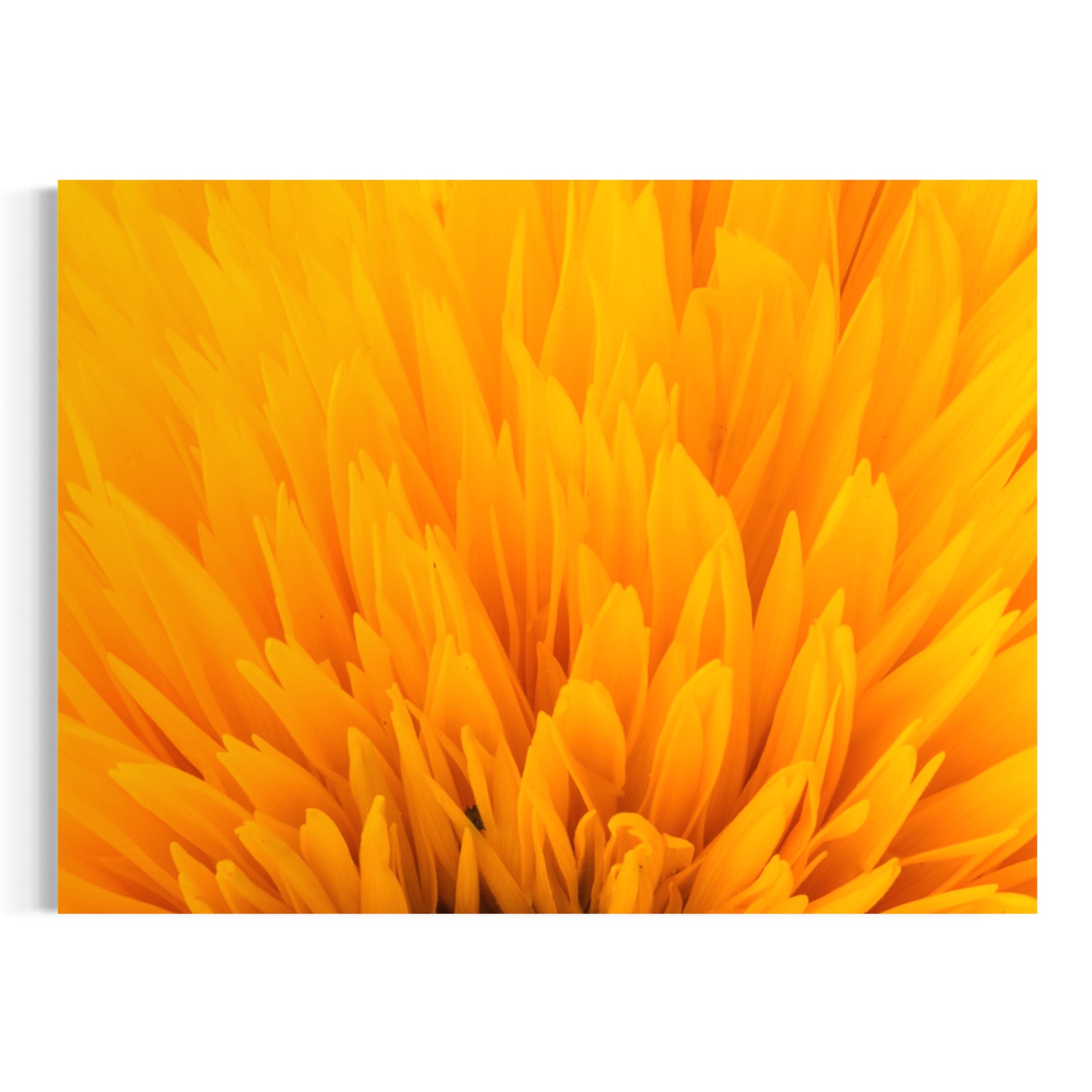 Golden Bloom - Moderno Wall Art Wall Art