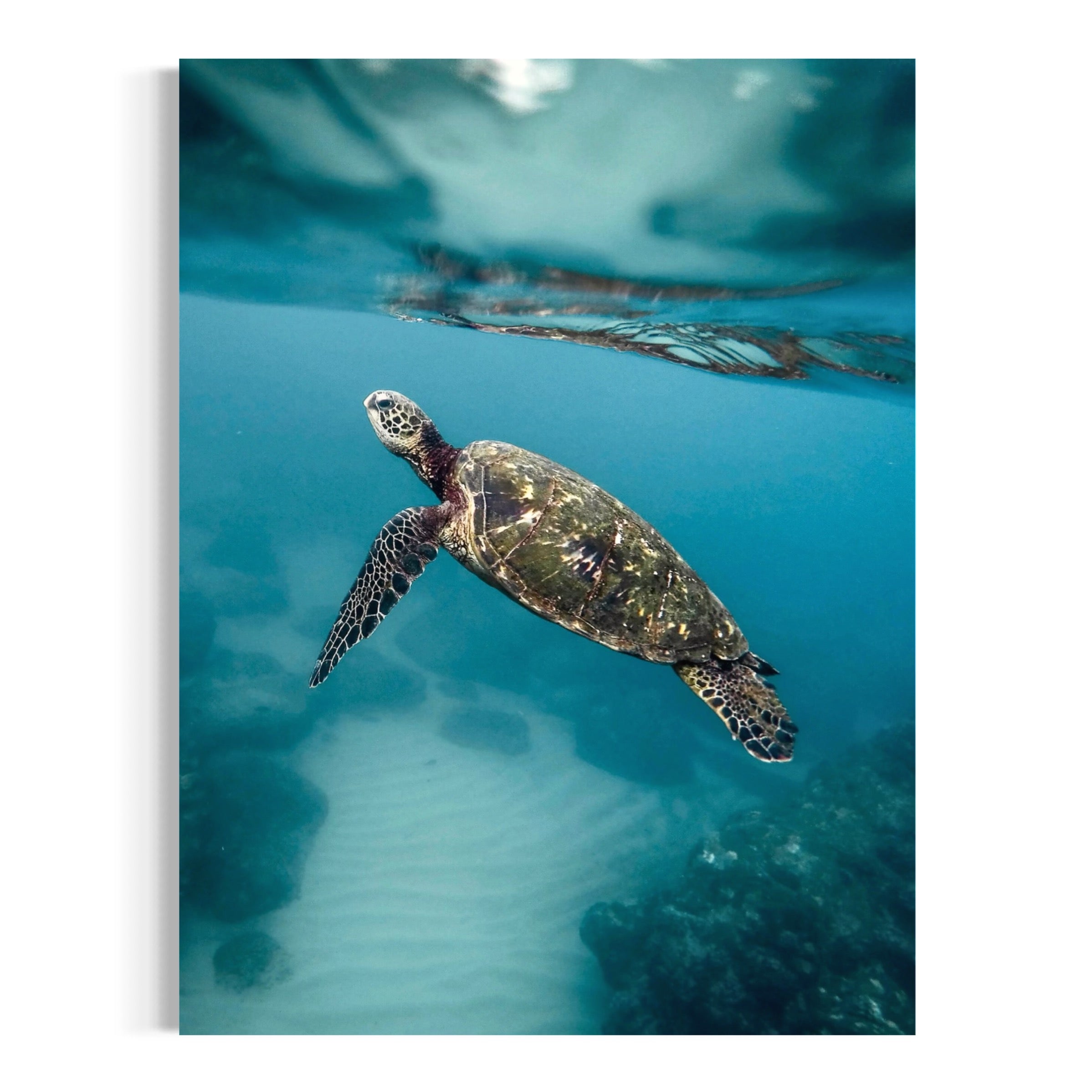 Grace Beneath the Waves - Moderno Wall Art Wall Art