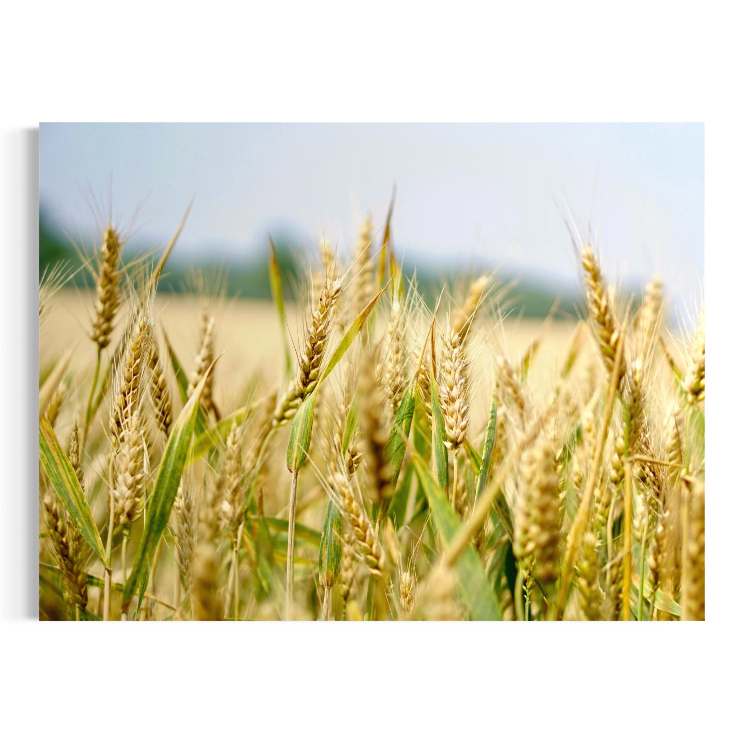 Grains of Summer - Moderno Wall Art Wall Art