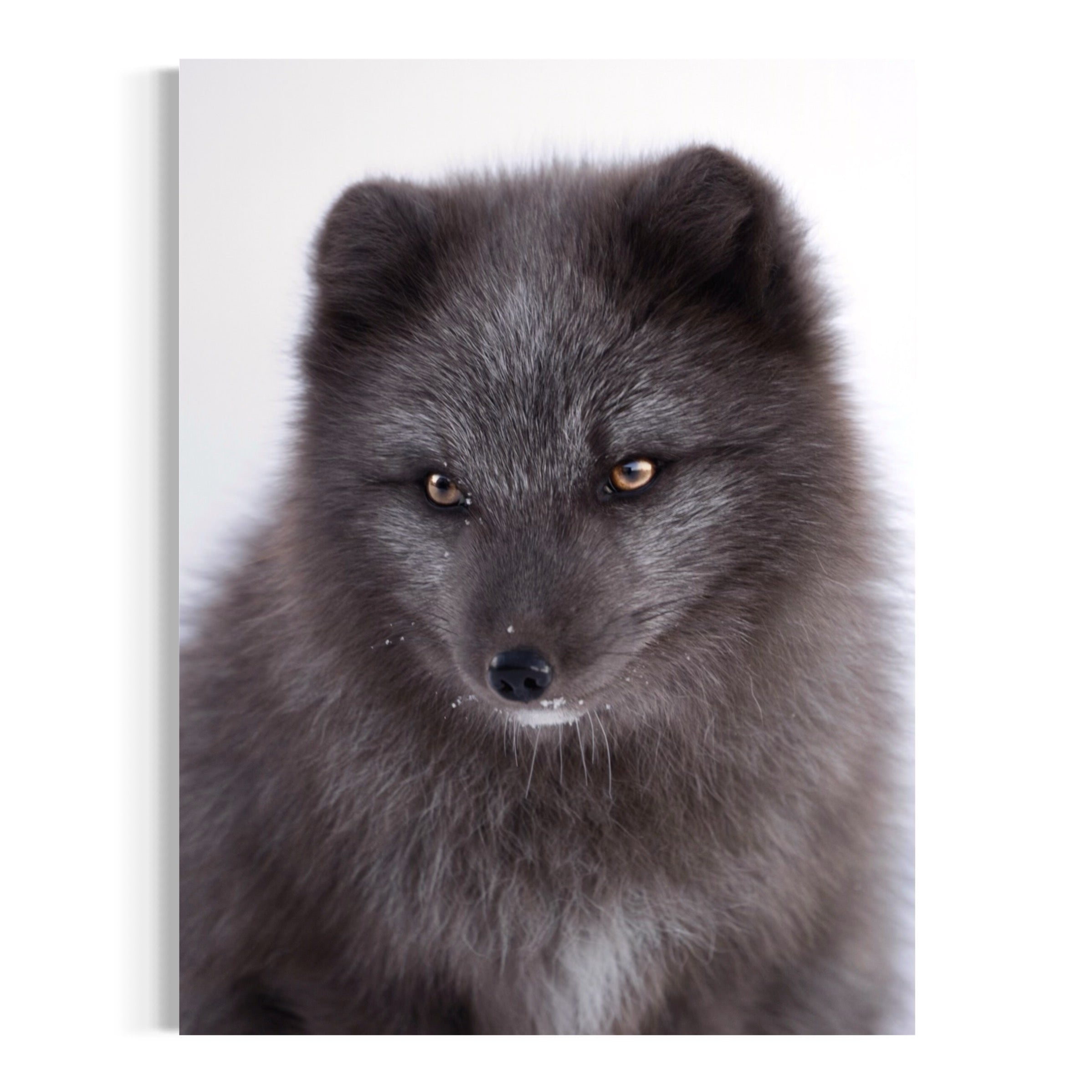 Frostbound Beauty - Moderno Wall Art Wall Art