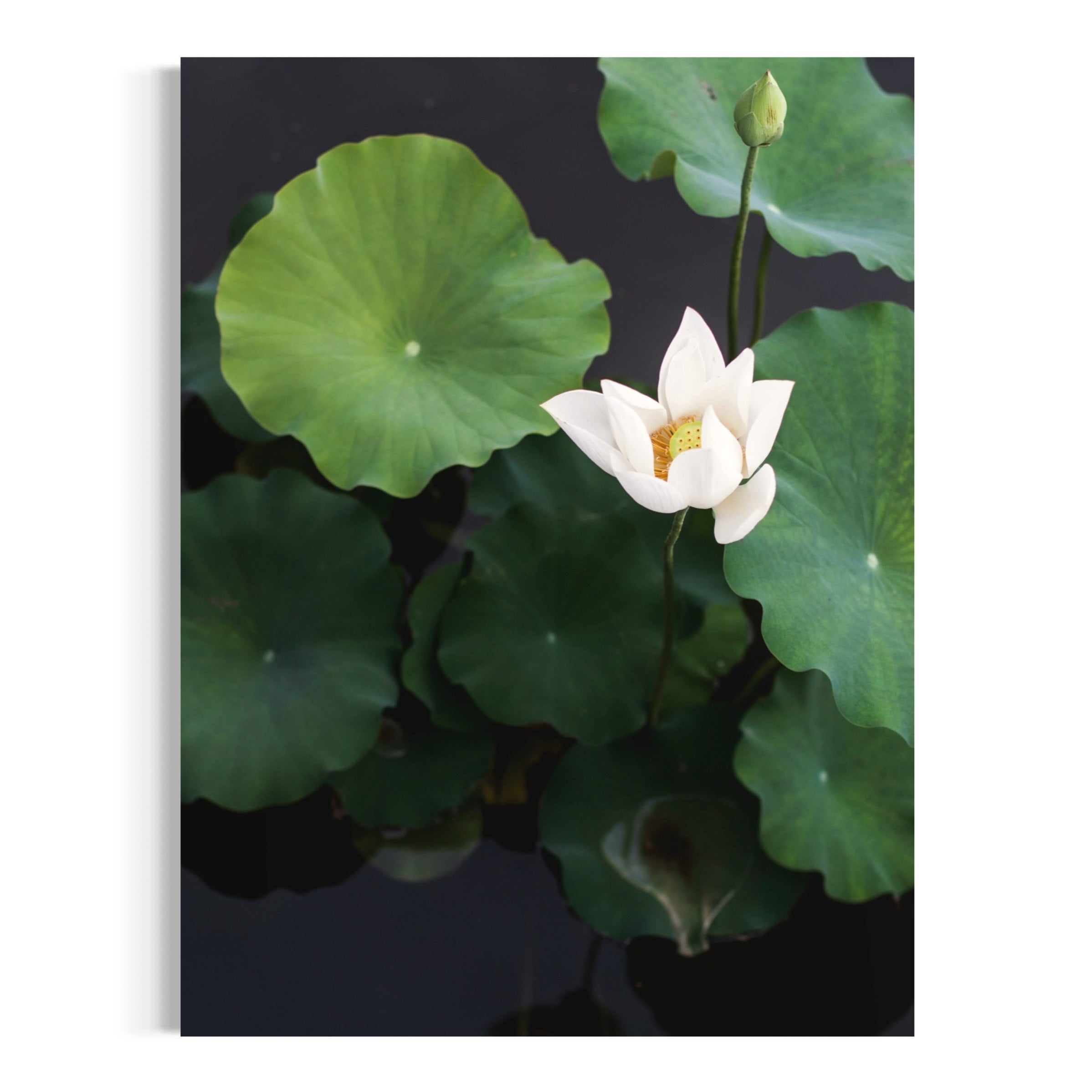 Grace in the Pond - Moderno Wall Art Wall Art