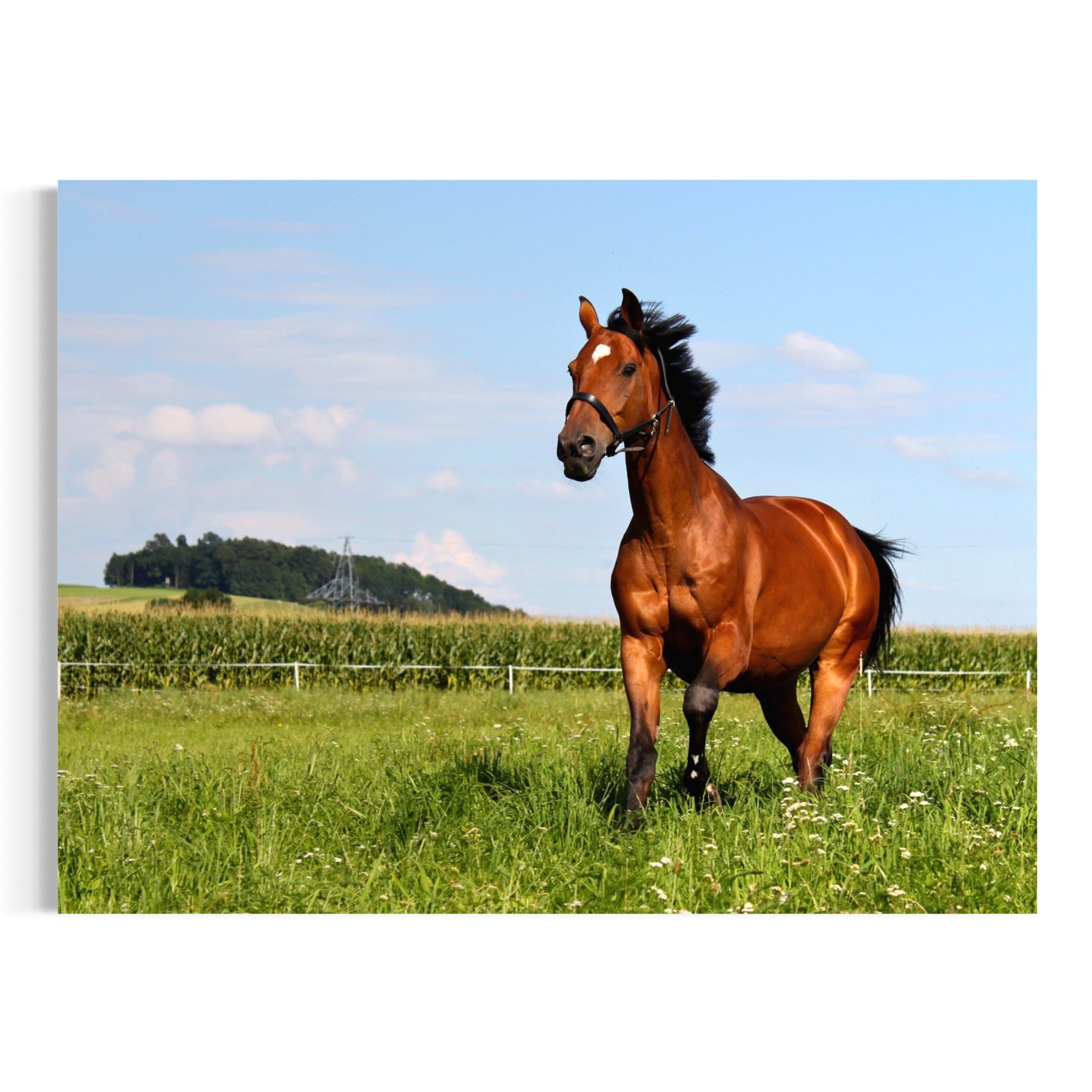 Power and Grace - Moderno Wall Art Wall Art