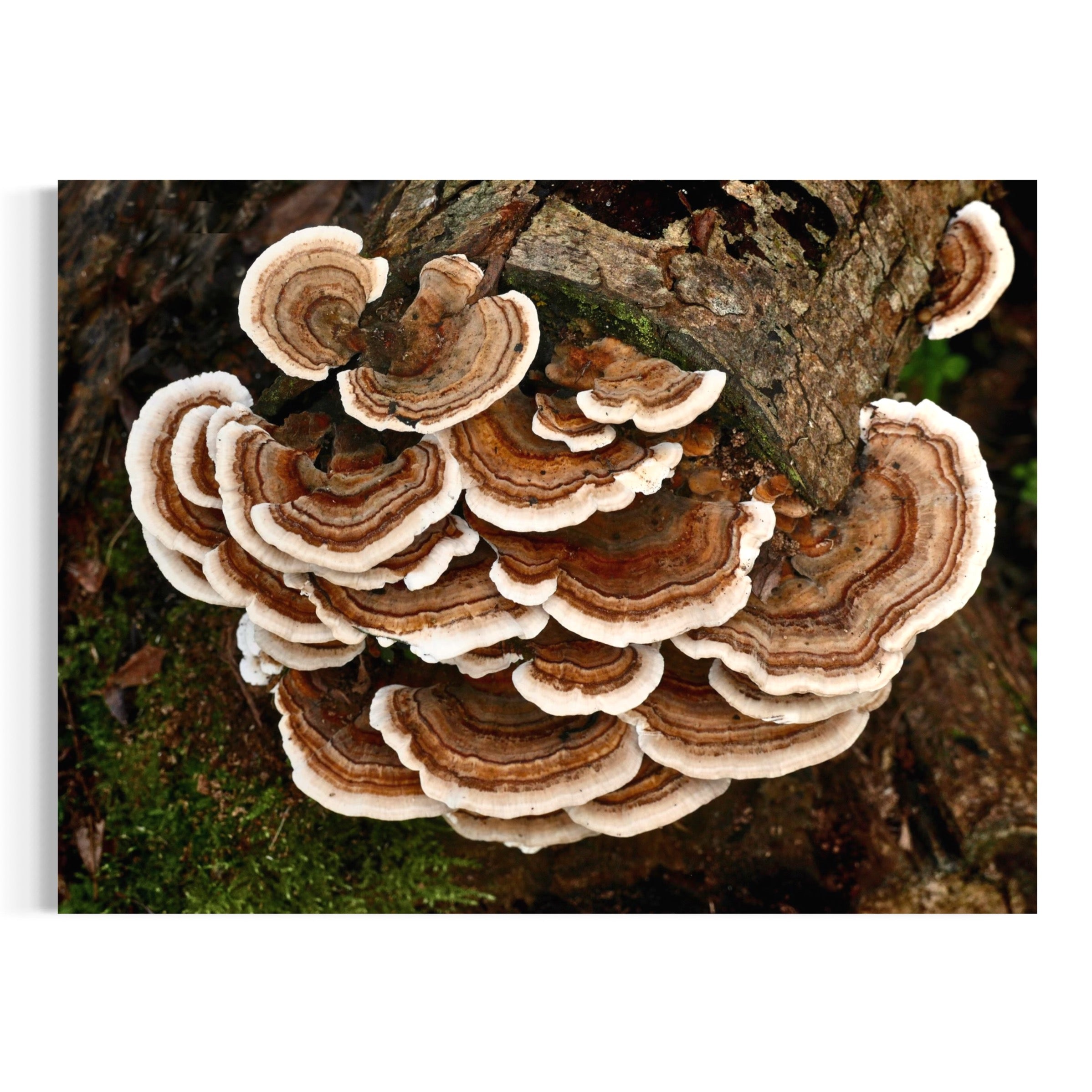 Turkey Tail Fungus - Moderno Wall Art Wall Art