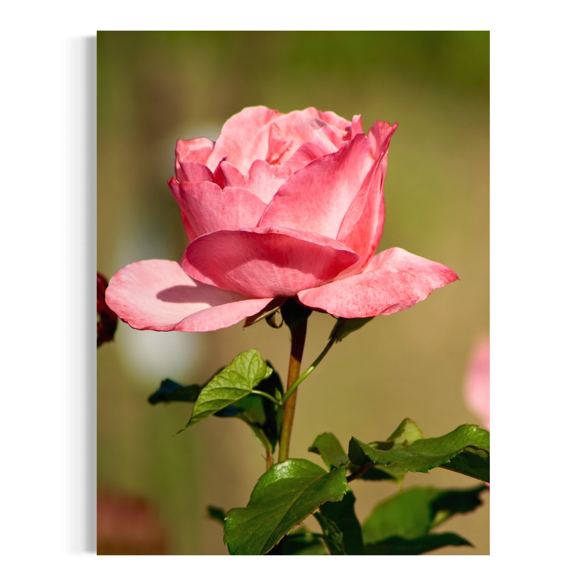Sunlit Rose - Moderno Wall Art Wall Art