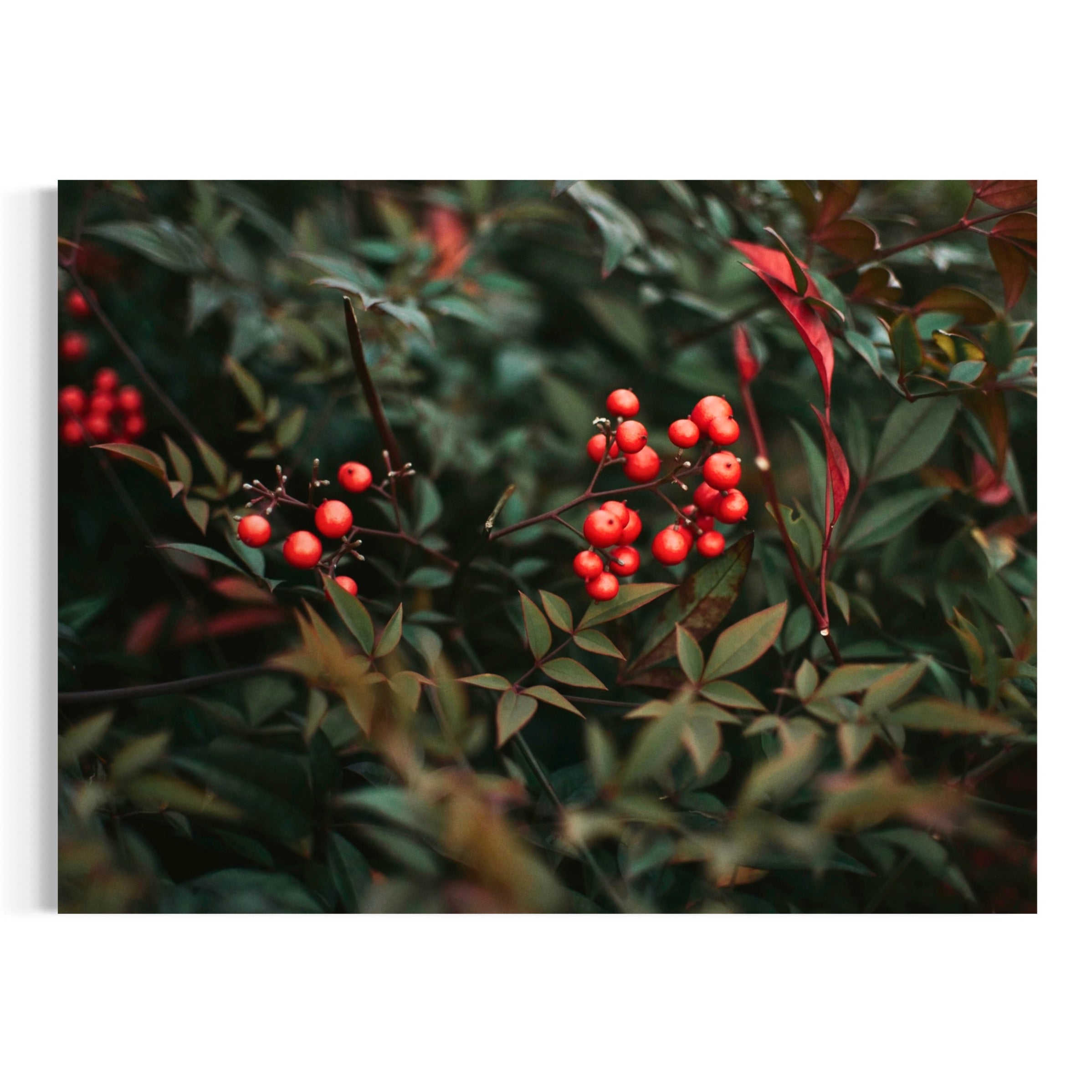 Festive Foliage - Moderno Wall Art Wall Art