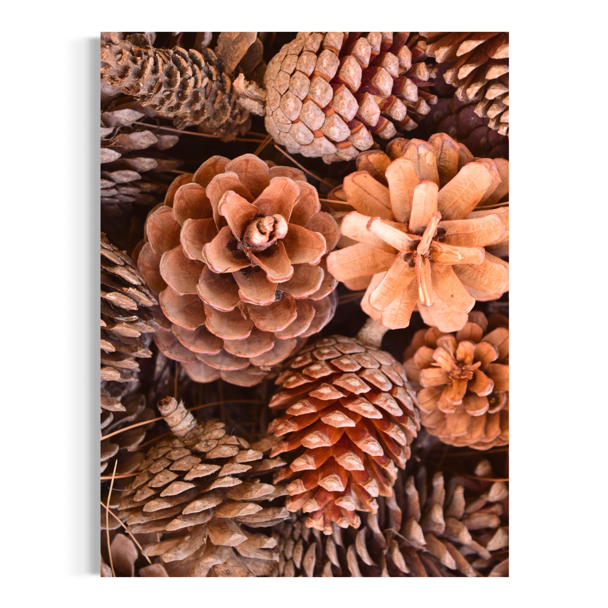 Woodland Pine Cones - Moderno Wall Art Wall Art