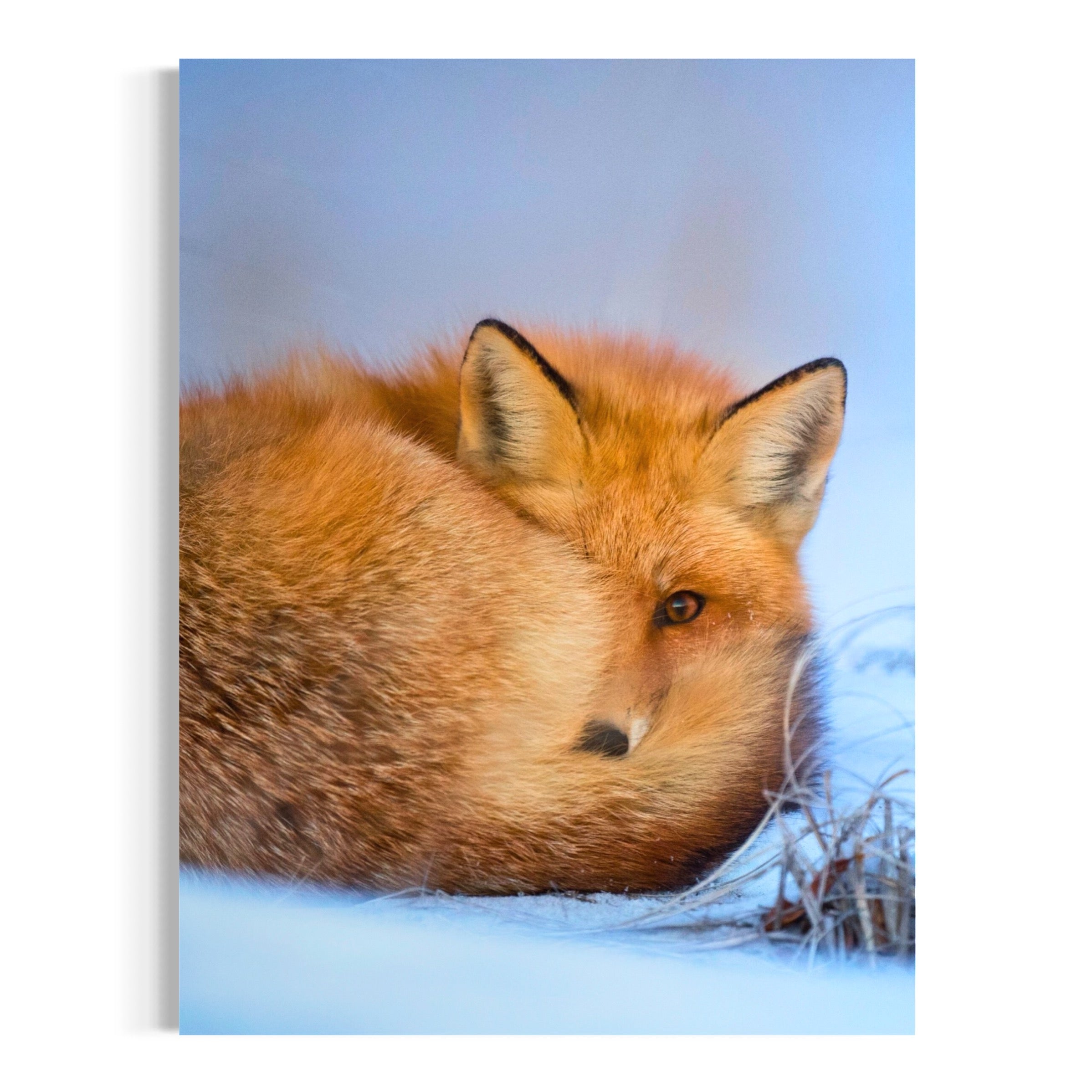 Curled in the Cold - Moderno Wall Art Wall Art