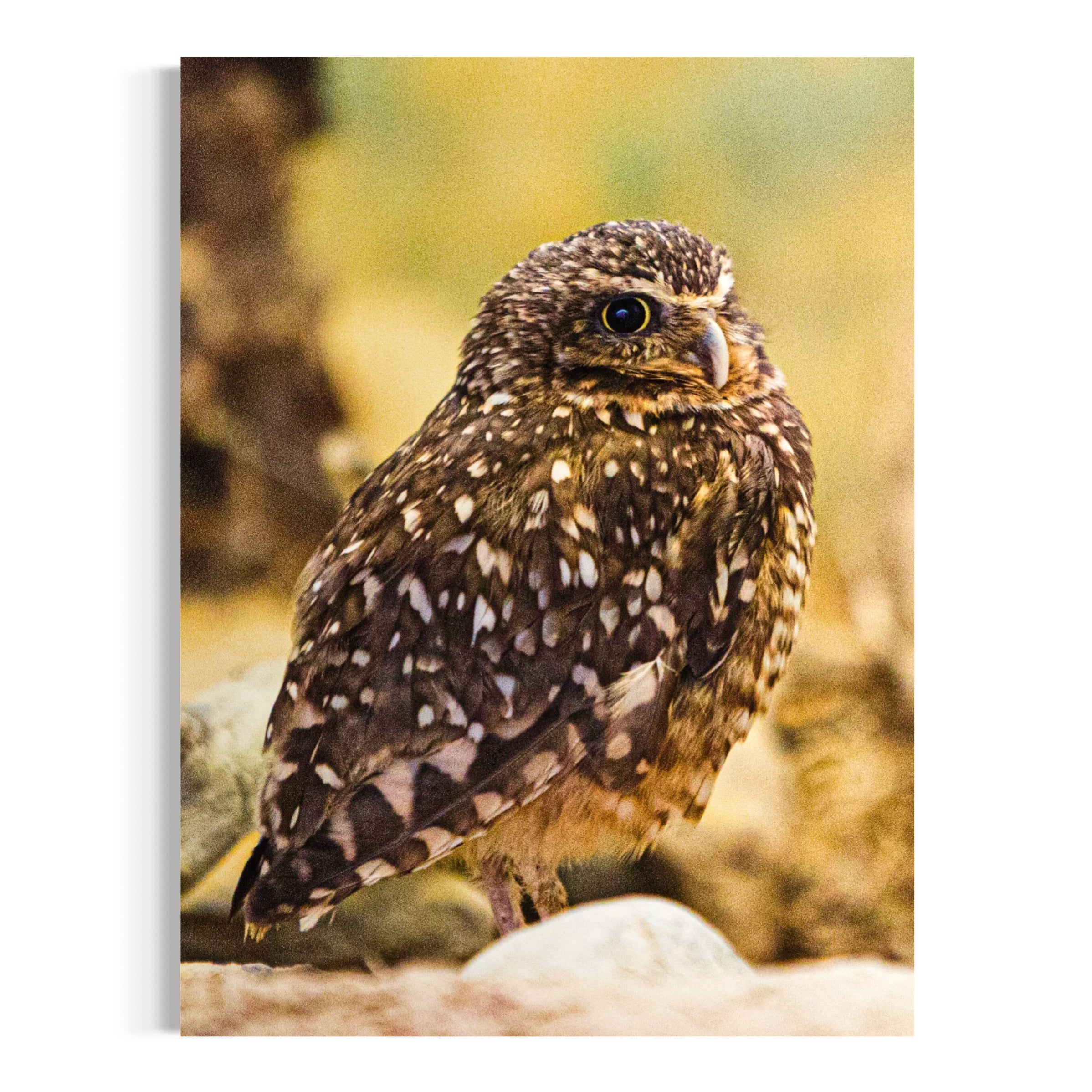 Perched in Thought - Moderno Wall Art Wall Art