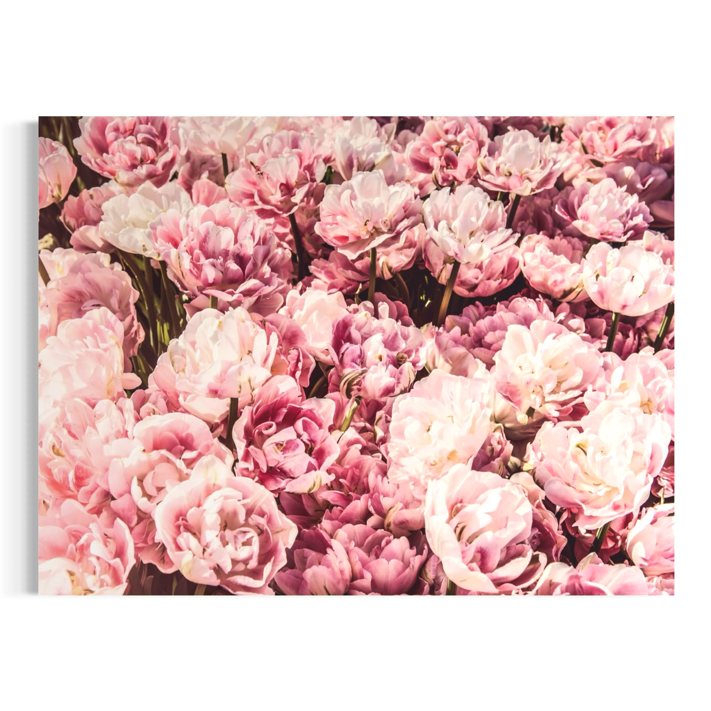 Pink Abundance - Moderno Wall Art Wall Art