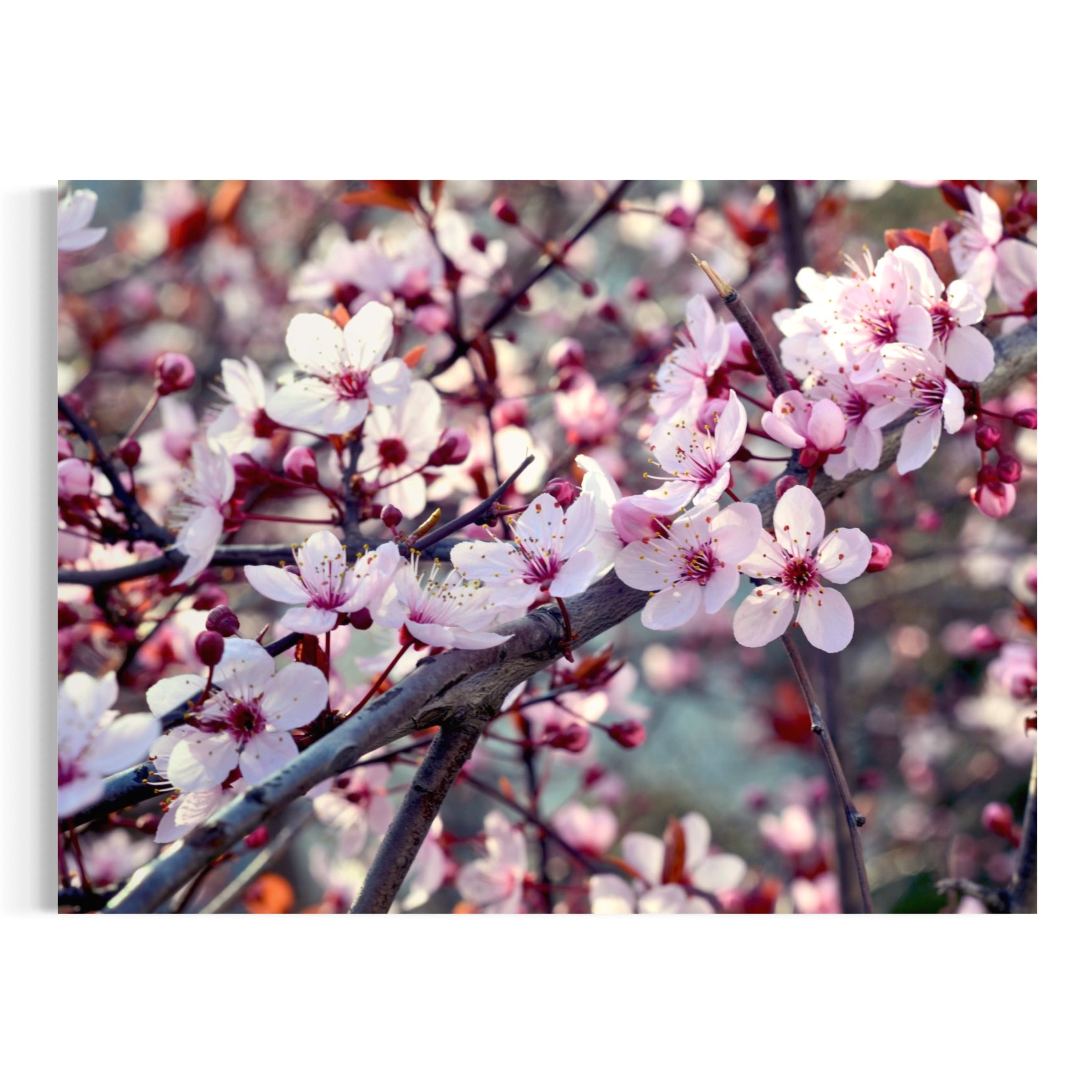 Spring Bloom - Moderno Wall Art Wall Art
