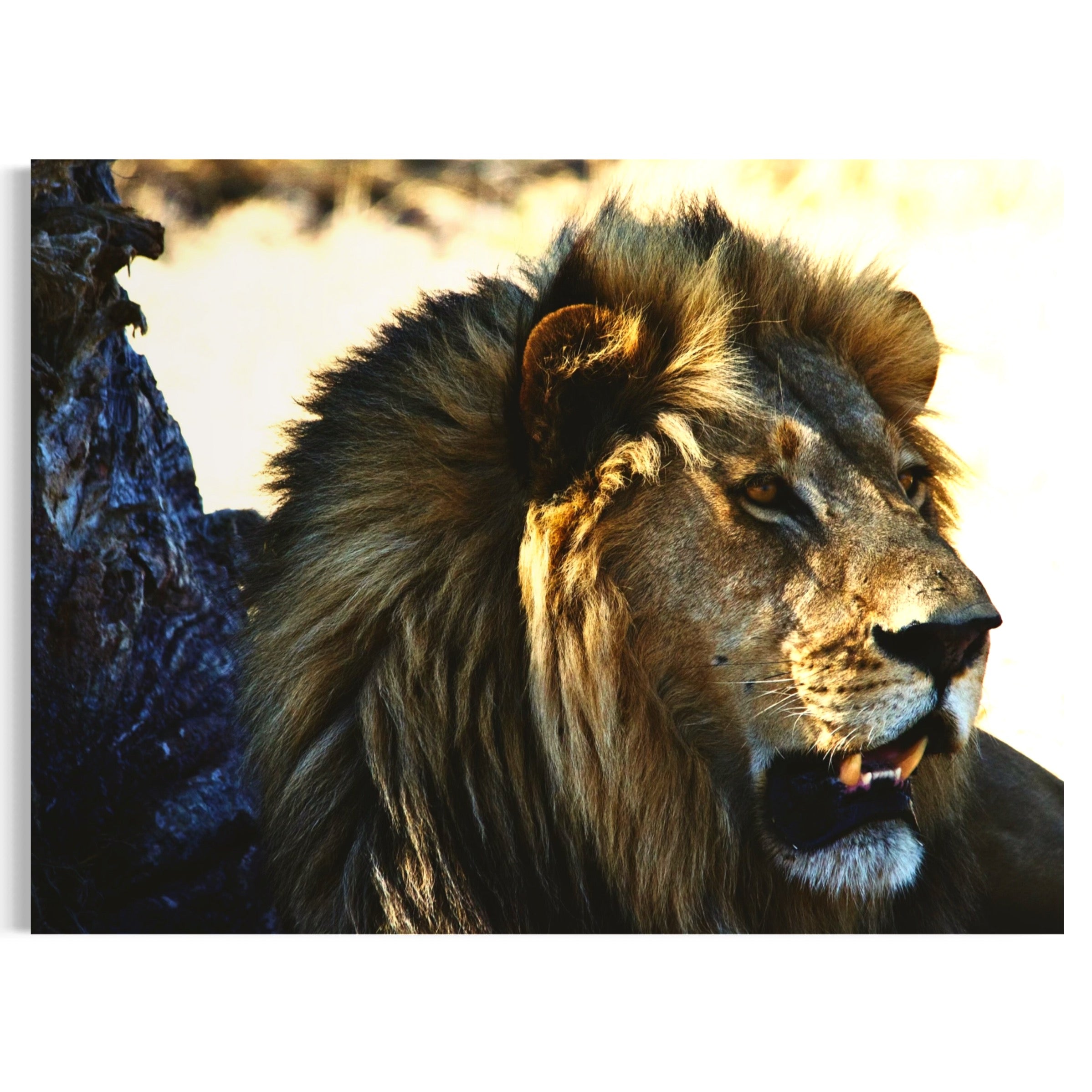Gaze of the Wild - Moderno Wall Art Wall Art