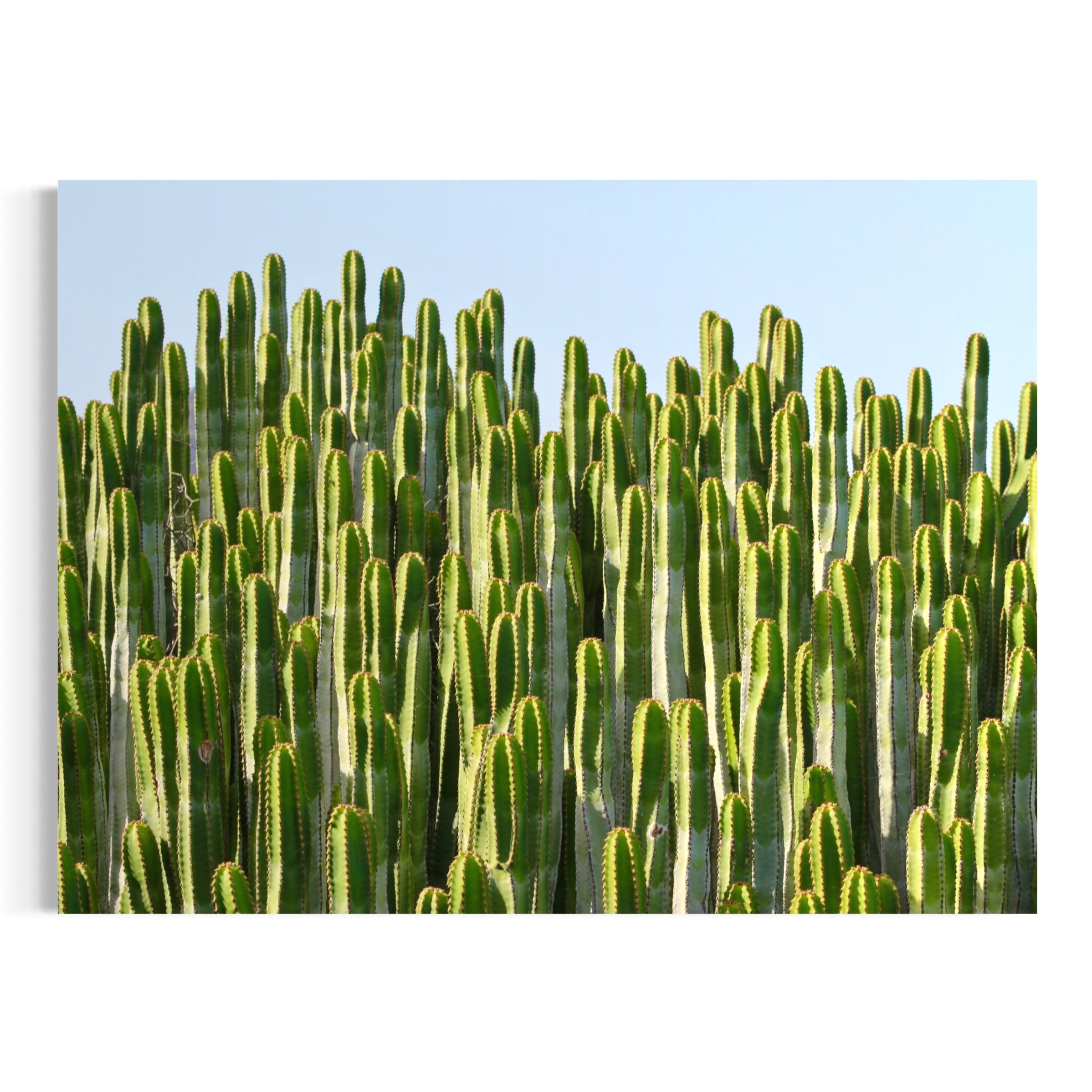 Skybound Cacti - Moderno Wall Art Wall Art