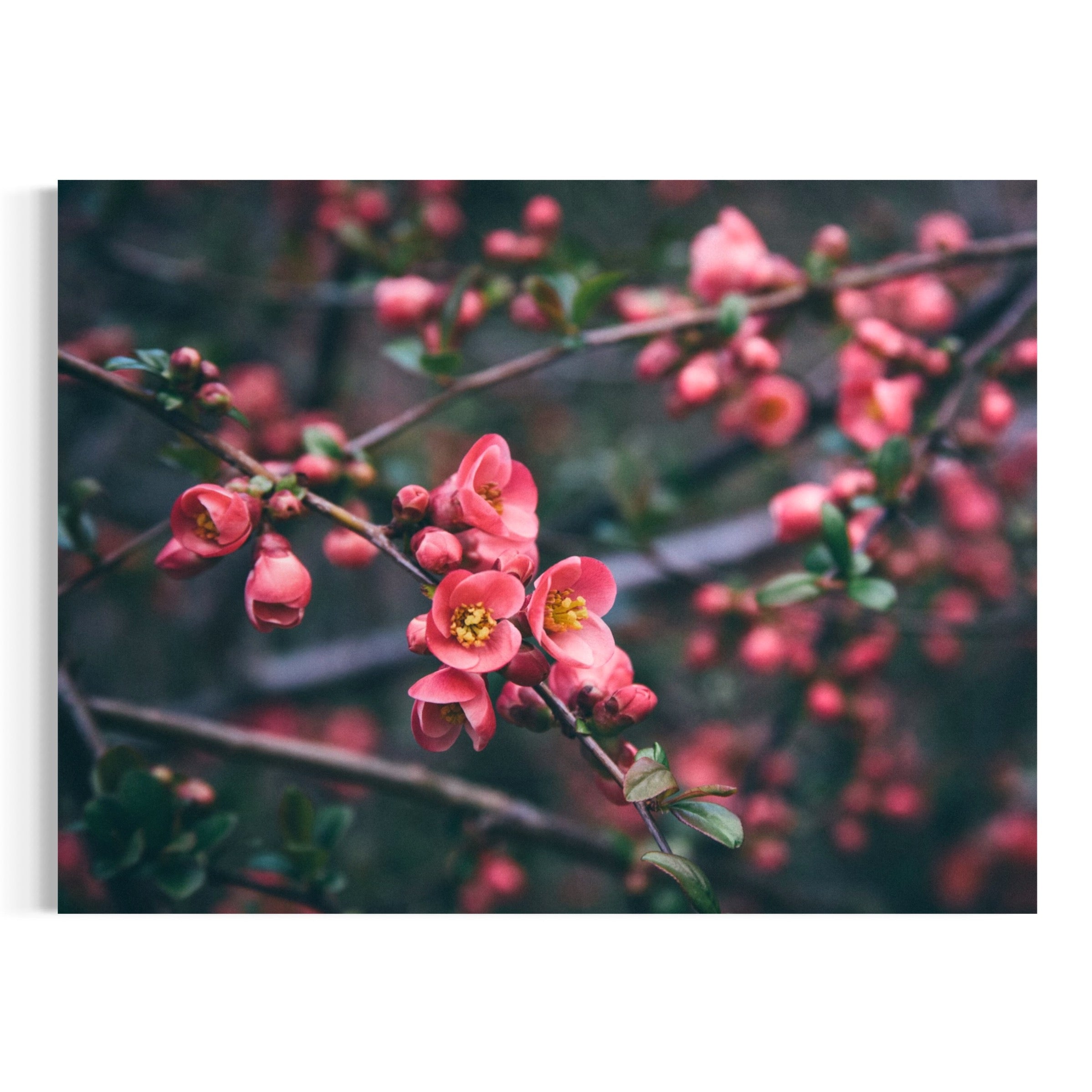 Sakura in Bloom - Moderno Wall Art Wall Art