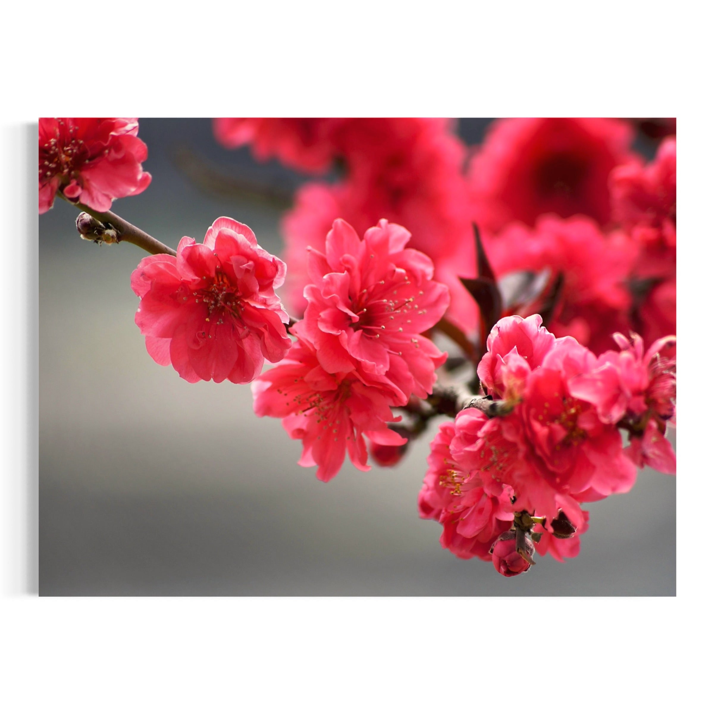 Radiant Blossom - Moderno Wall Art Wall Art