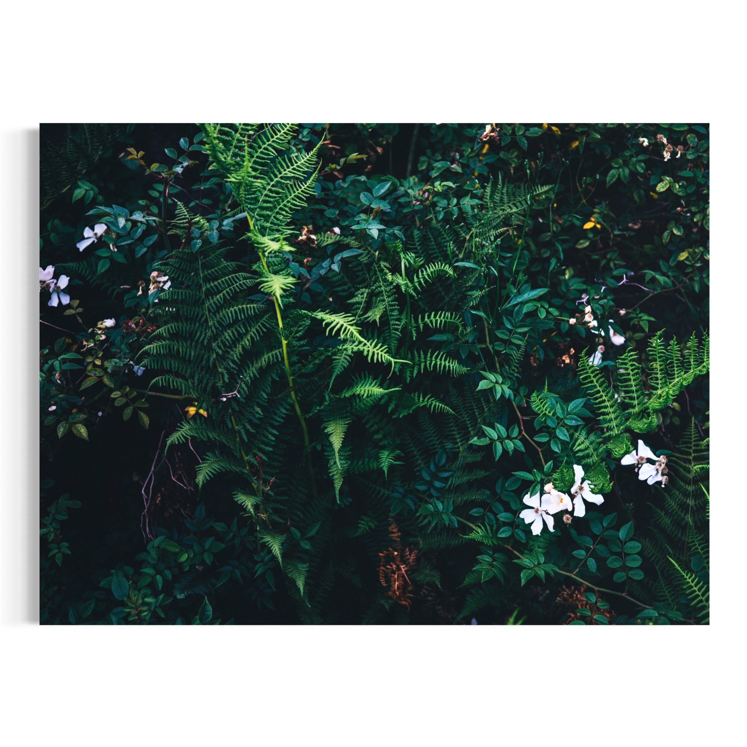 Nature’s Verdant Tapestry - Moderno Wall Art Wall Art