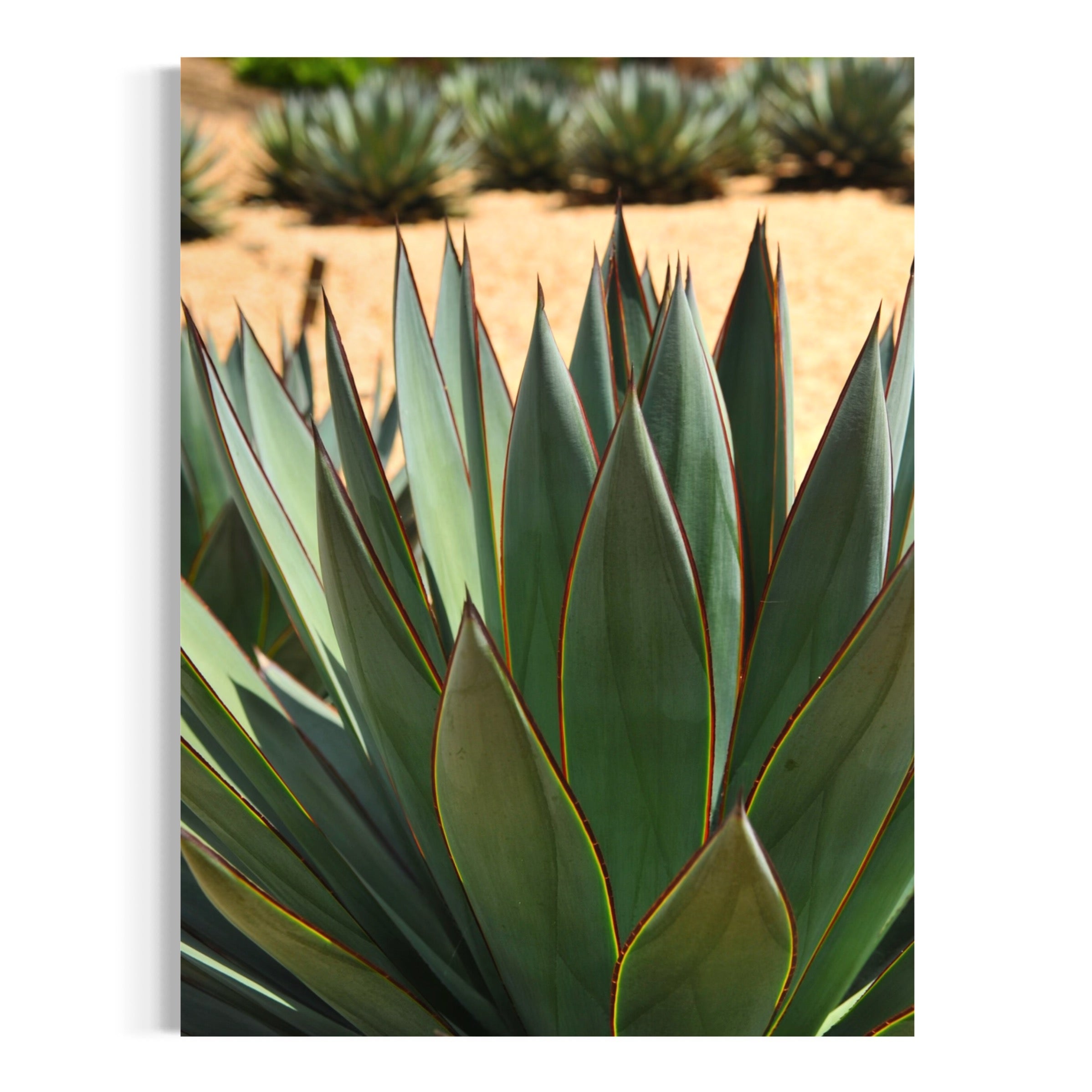 Desert Agave - Moderno Wall Art Wall Art