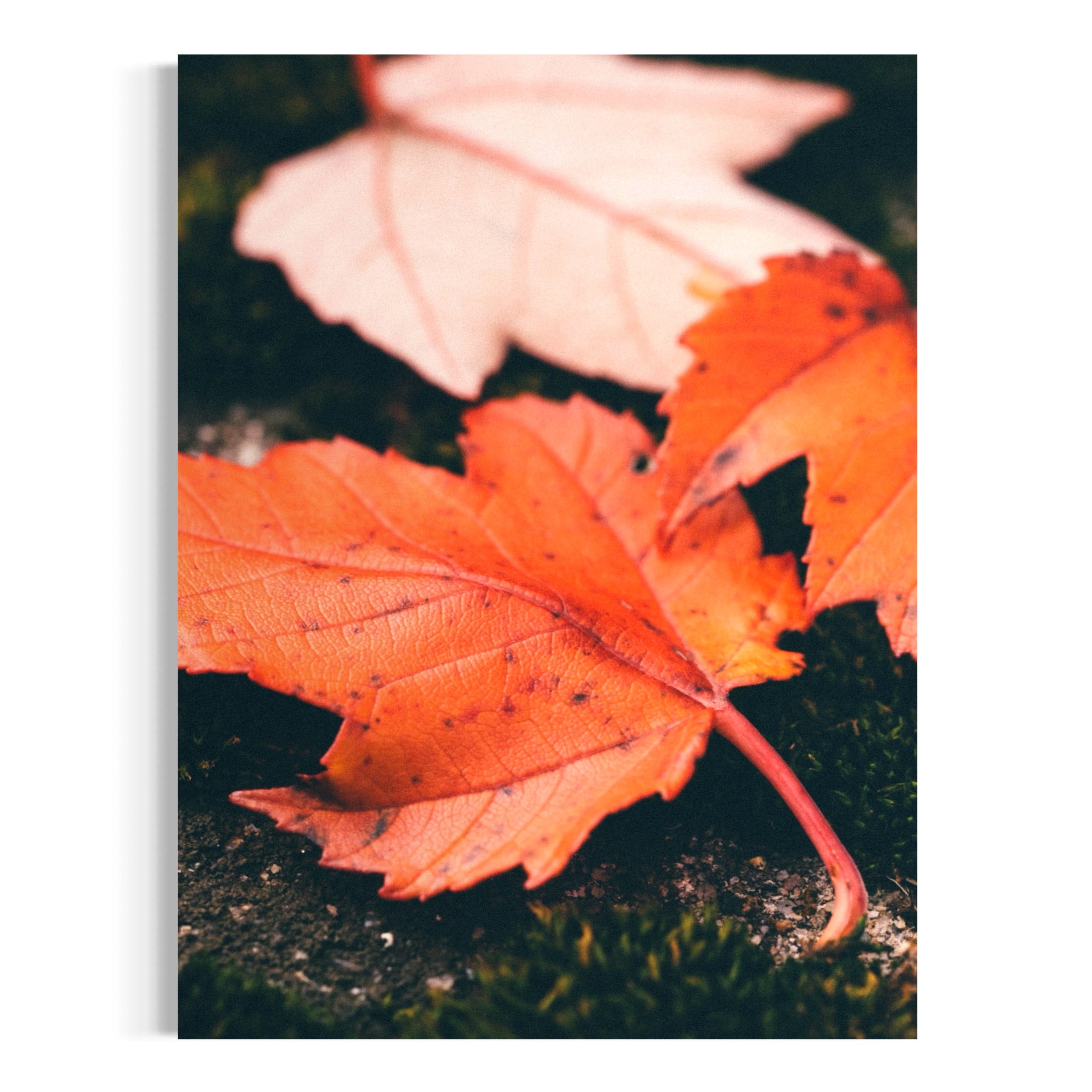 Red Maple Leaves - Moderno Wall Art Wall Art