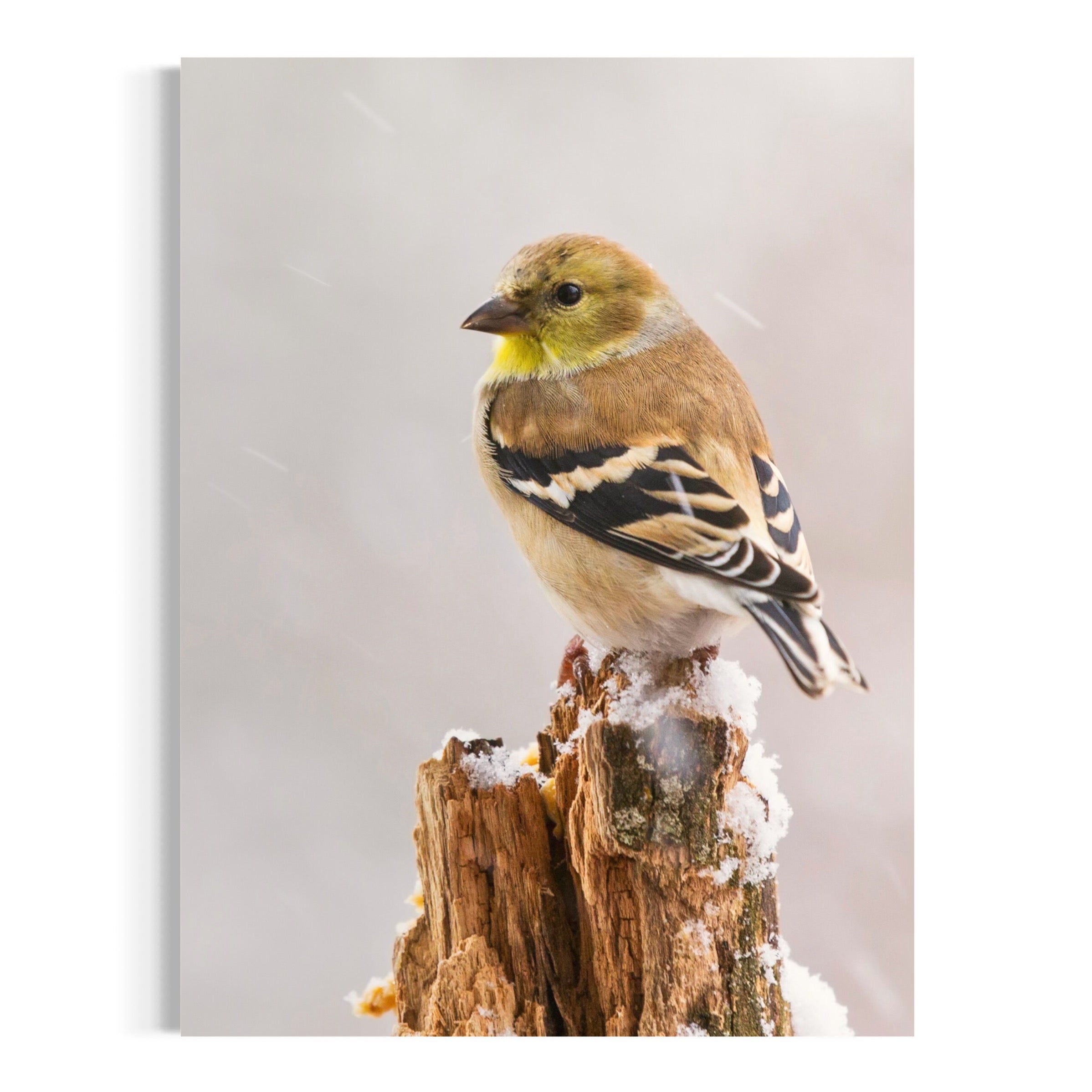 Winter Goldfinch - Moderno Wall Art Wall Art