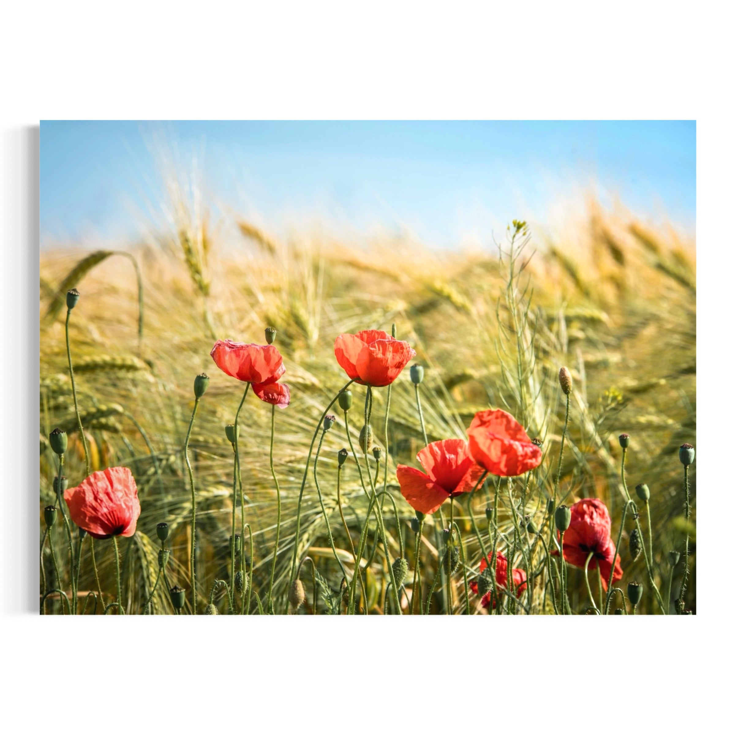 Poppies Amidst the Barley - Moderno Wall Art Wall Art