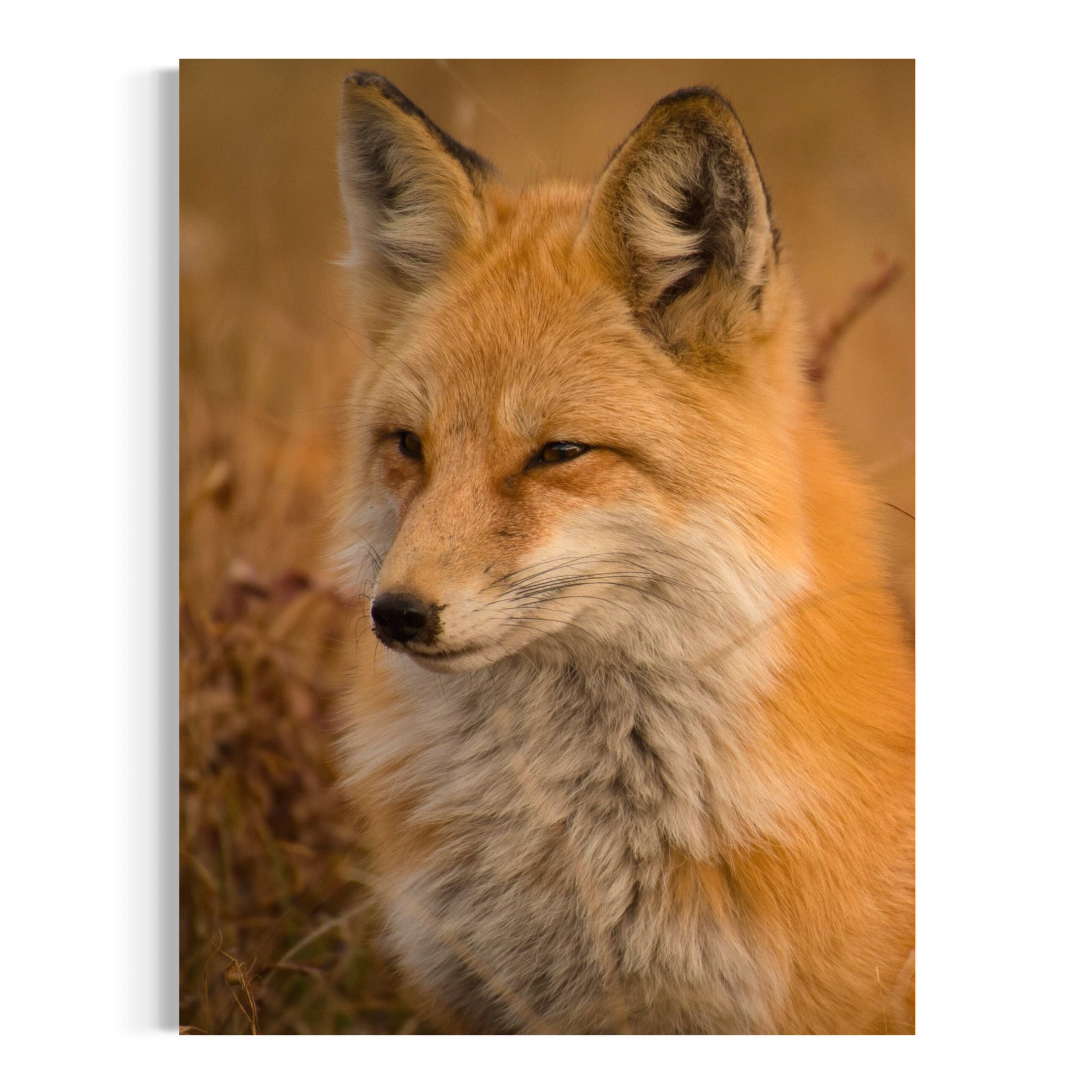 Silent Hunt - Moderno Wall Art Wall Art